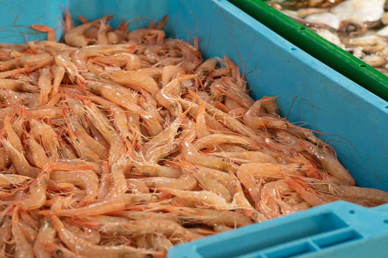 Los consejos de conservación de marisco de Huelva, por Lonja de Ayamonte