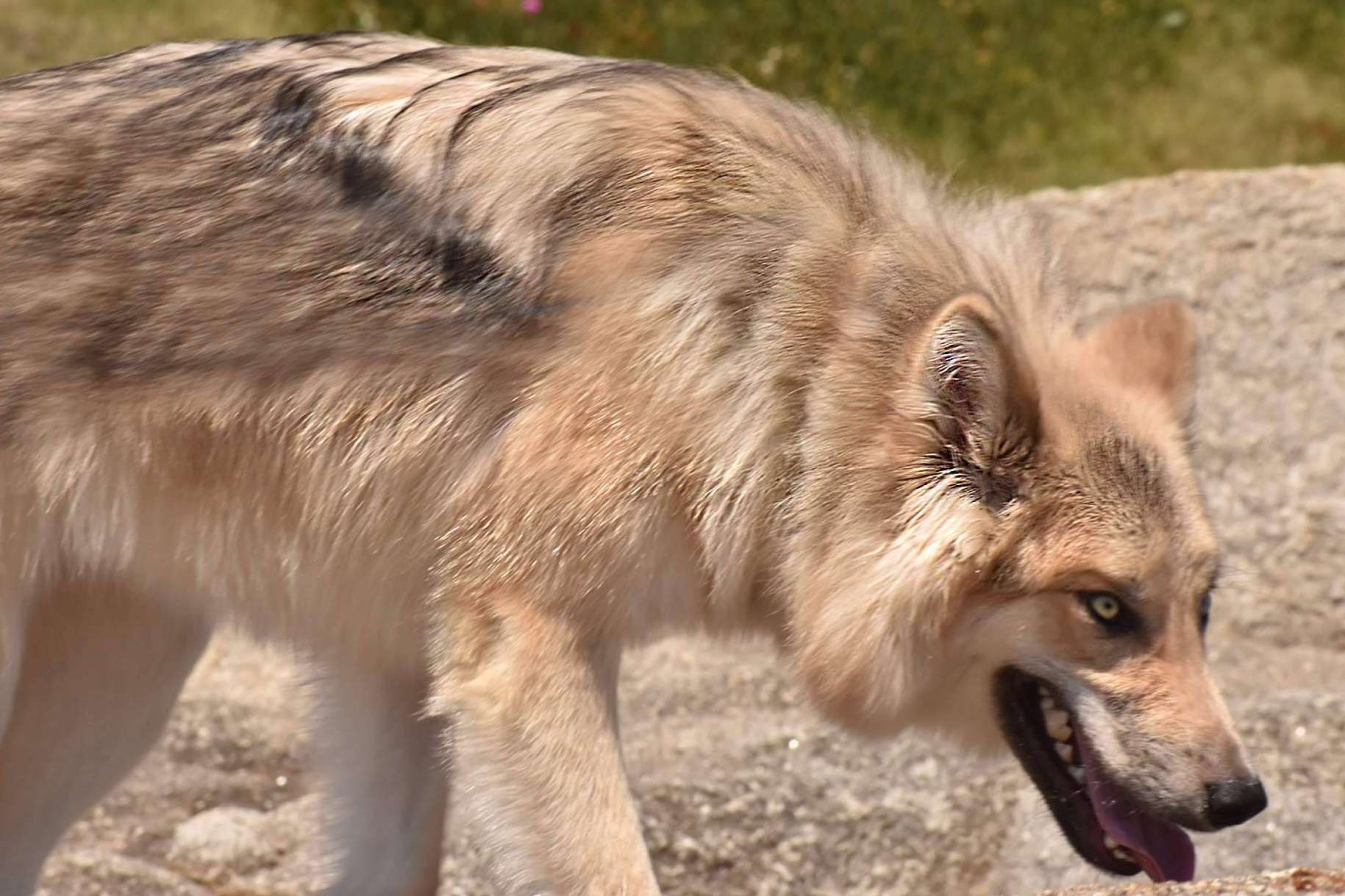 Perro Lobo Americano o Wolfdog, de los mitos y leyendas a las realidades