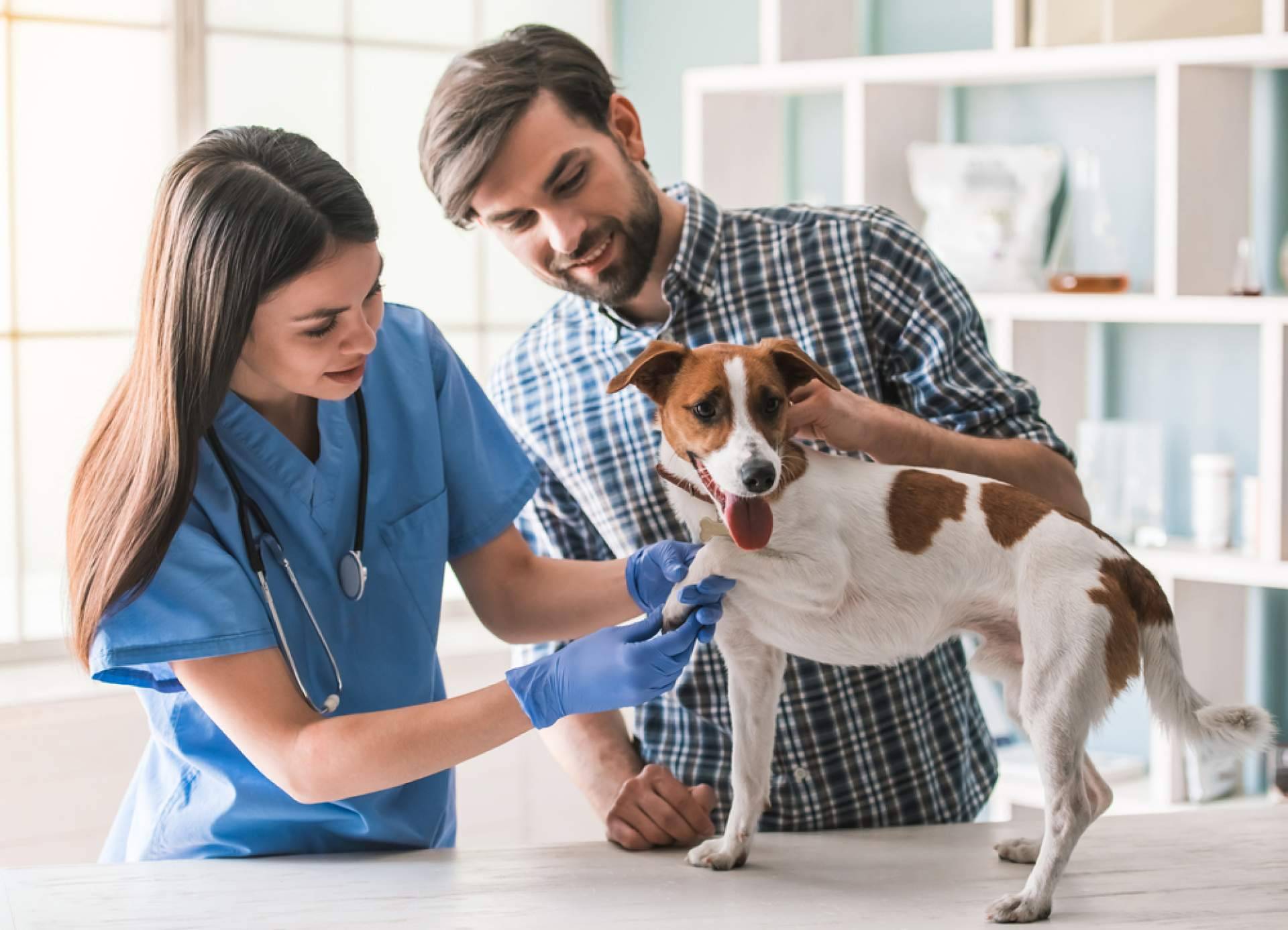 Obtener y convalidar el título de Auxiliar de Veterinaria es posible con VetFormación