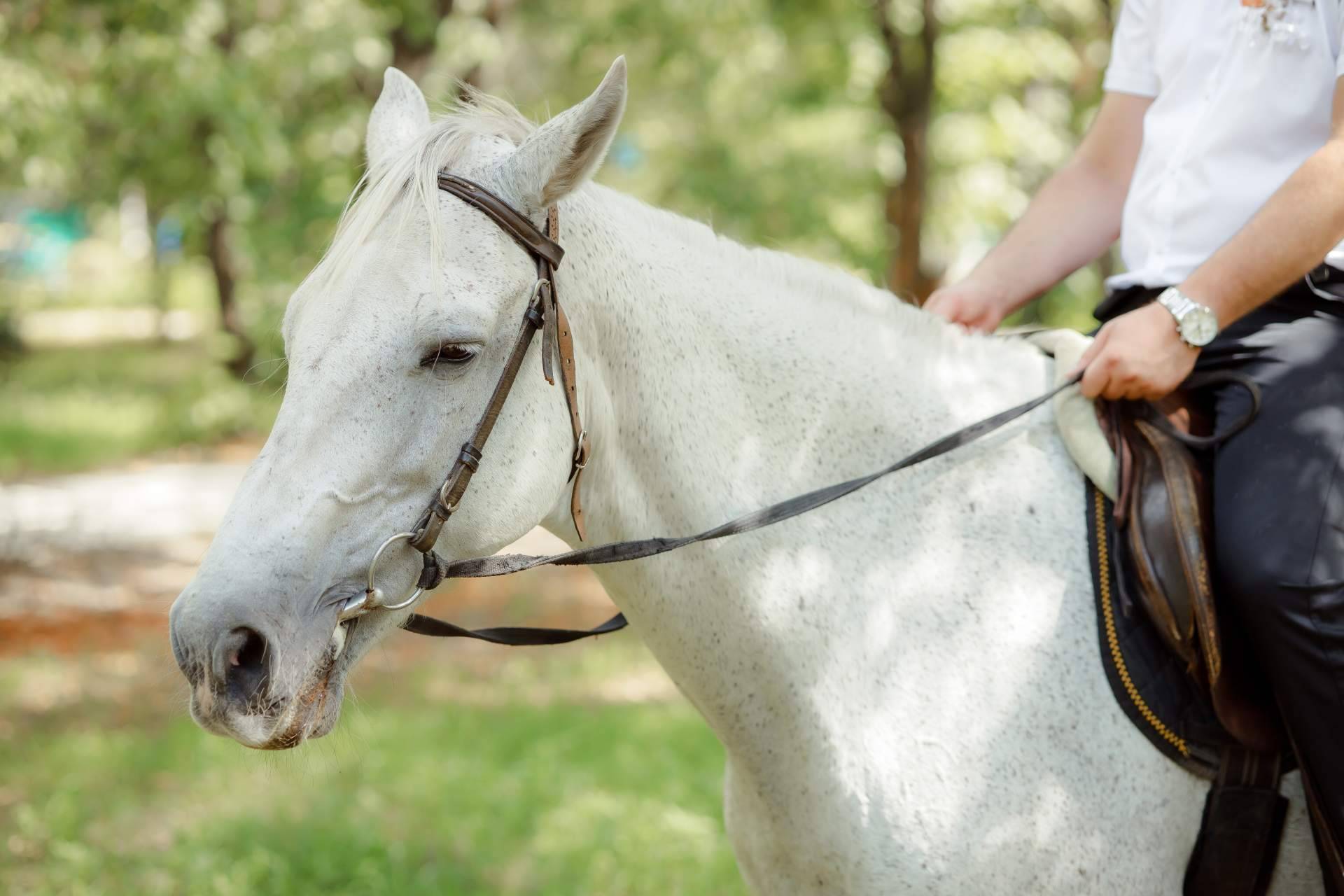 Viva la Feria ofrece traje corto de hombre para ferias, romerías o montar a caballo