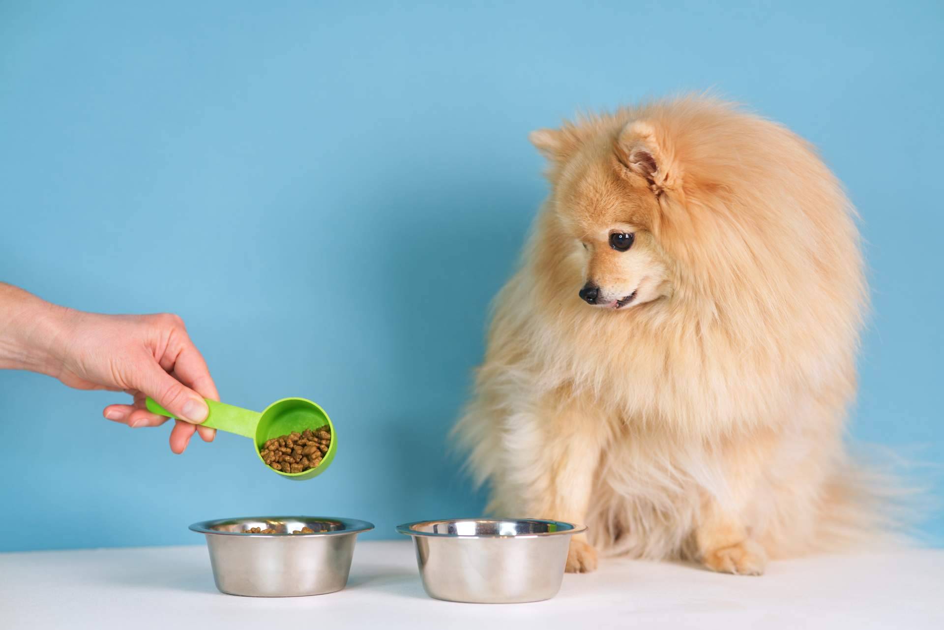 Los snacks naturales que contribuyen al bienestar de las mascotas