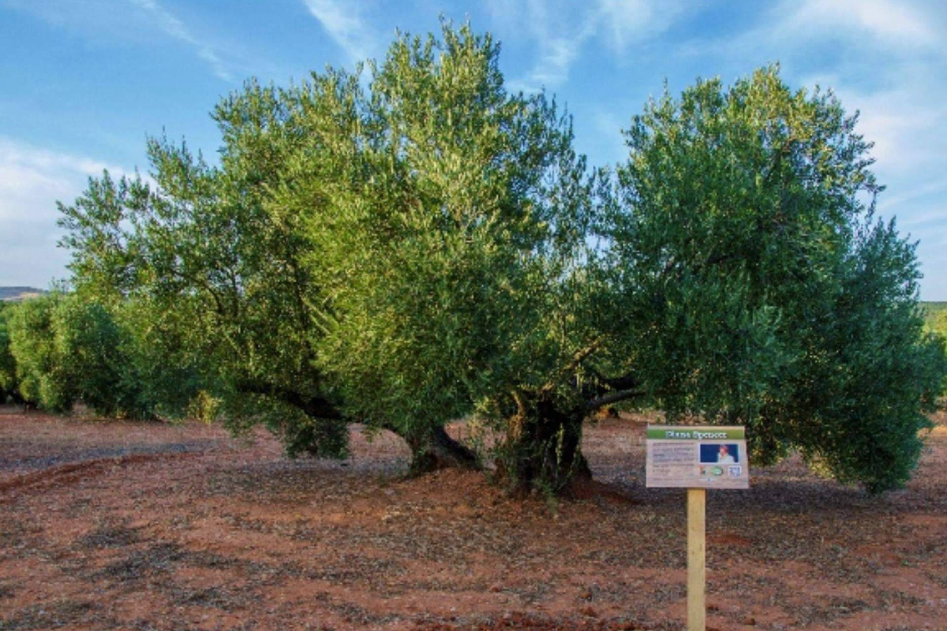 El agradecimiento del Príncipe de Gales a la Fundación Lumiére por el galardón ‘Olivo Solidario'