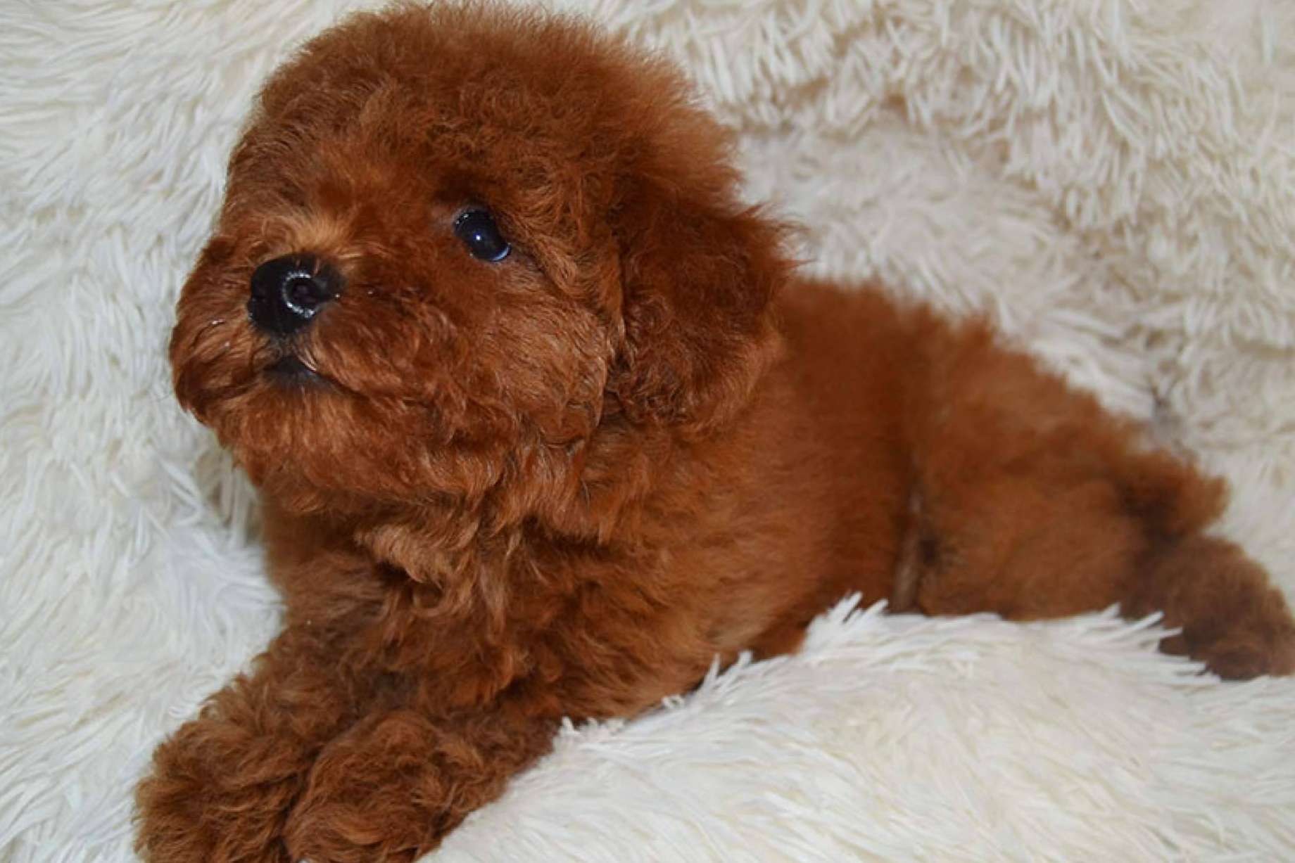 Salud, higiene y peluquería de los cachorros caniche toy, por los especialistas de Gallumar