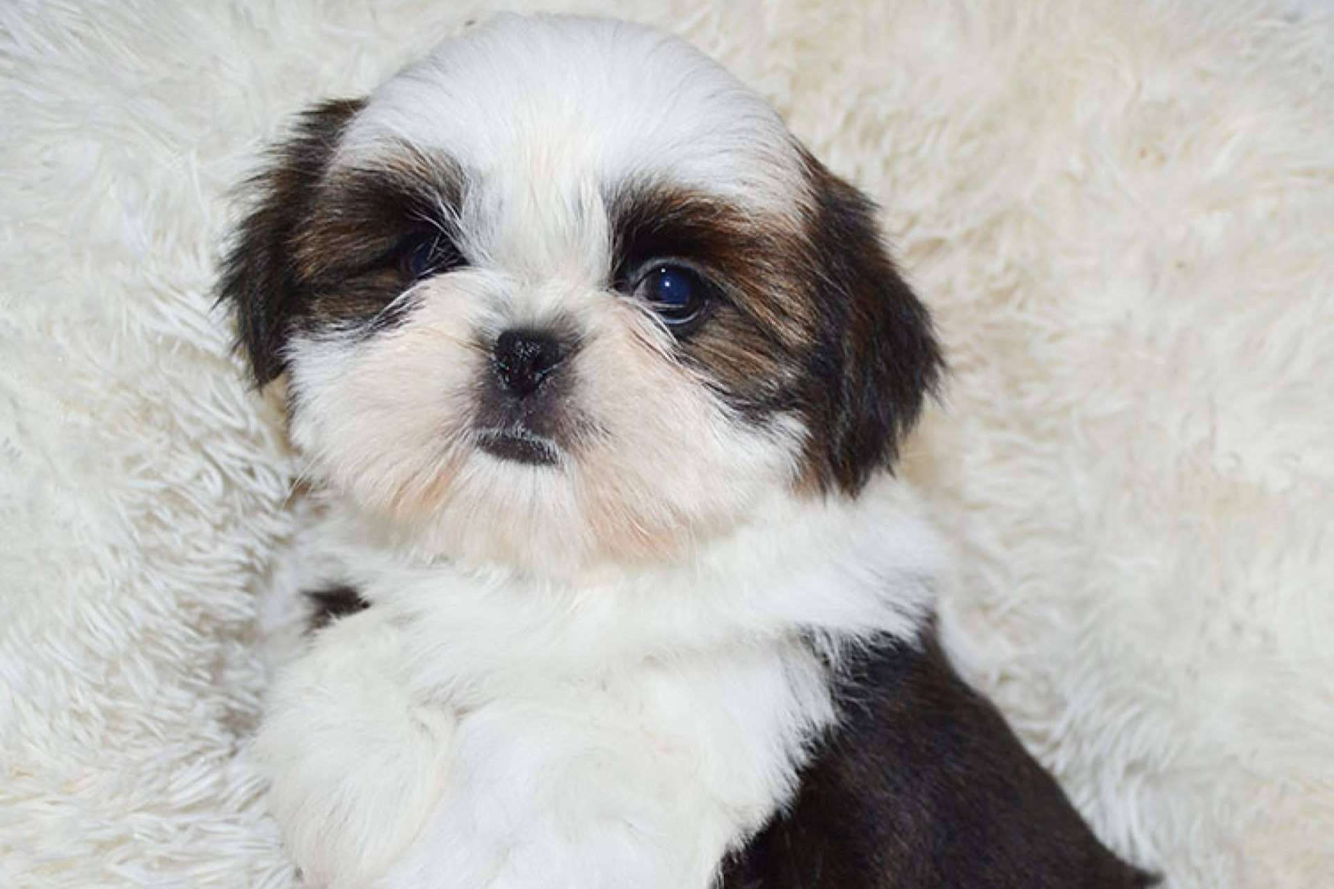Gallumar da una serie de recomendaciones para la salud, higiene y peluquería de los cachorros shih tzu