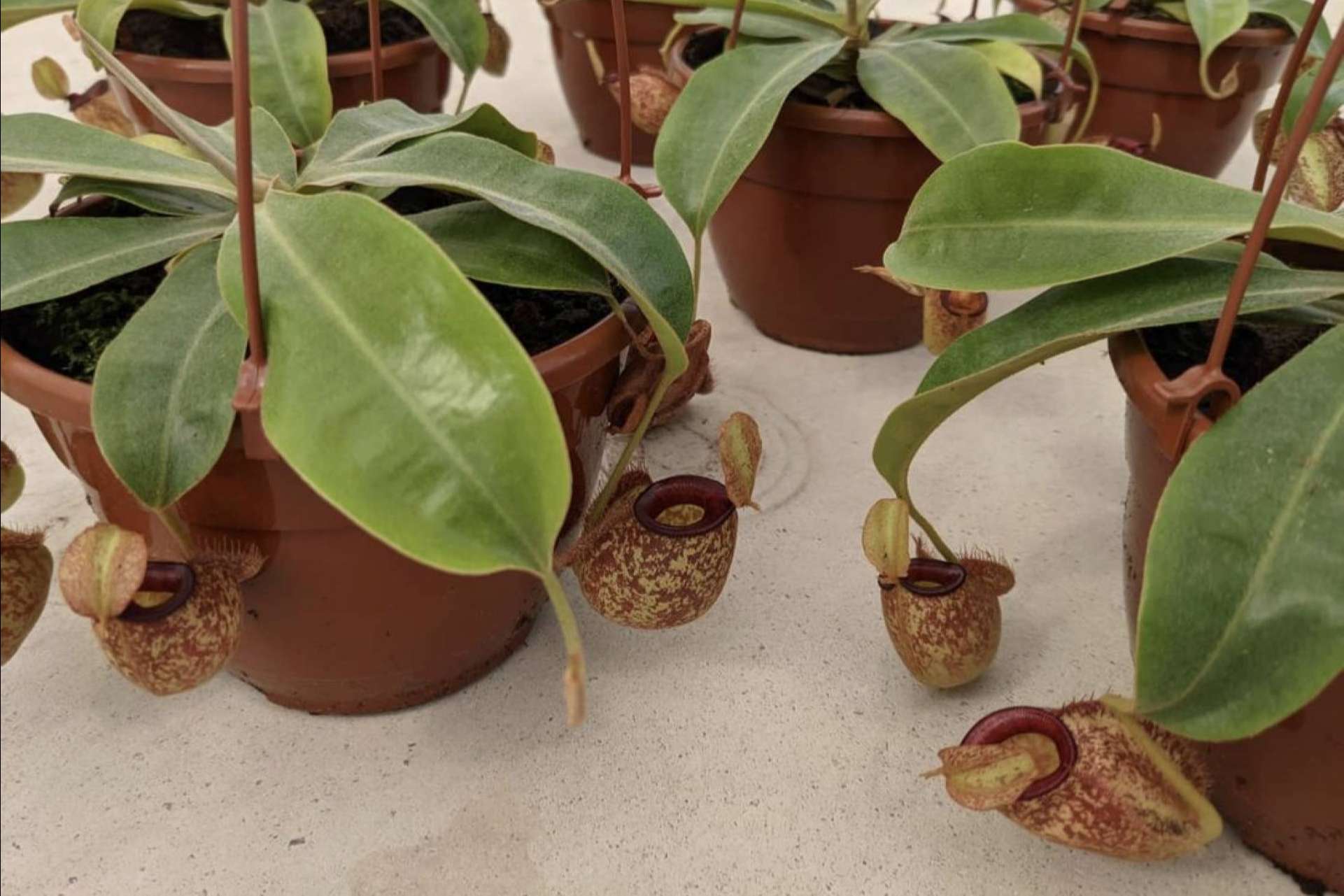 Hacer un regalo original con un pack de plantas carnívoras