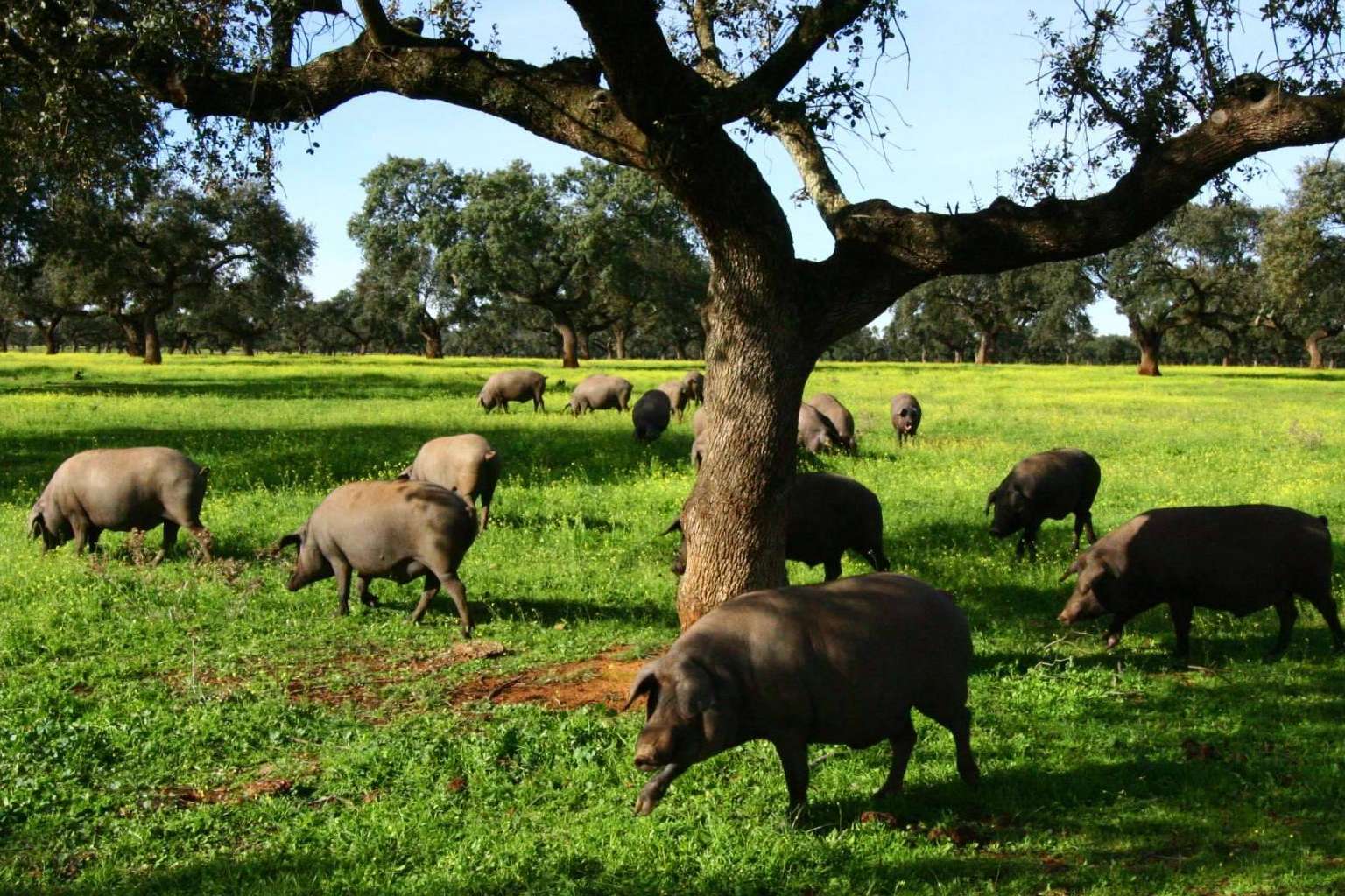País de Quercus explica por qué es tan caro el jamón de bellota
