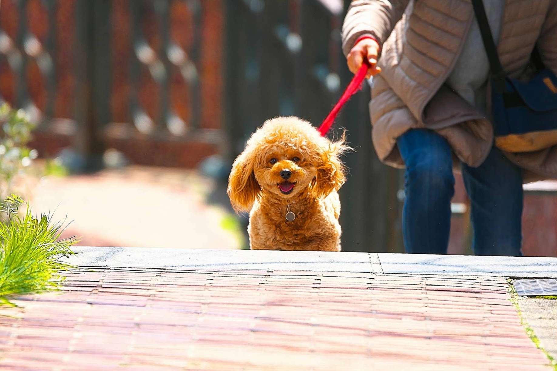 Mascozyme® Urban Cleaner es la solución a la contaminación ambiental por excrementos y orines de perros y gatos