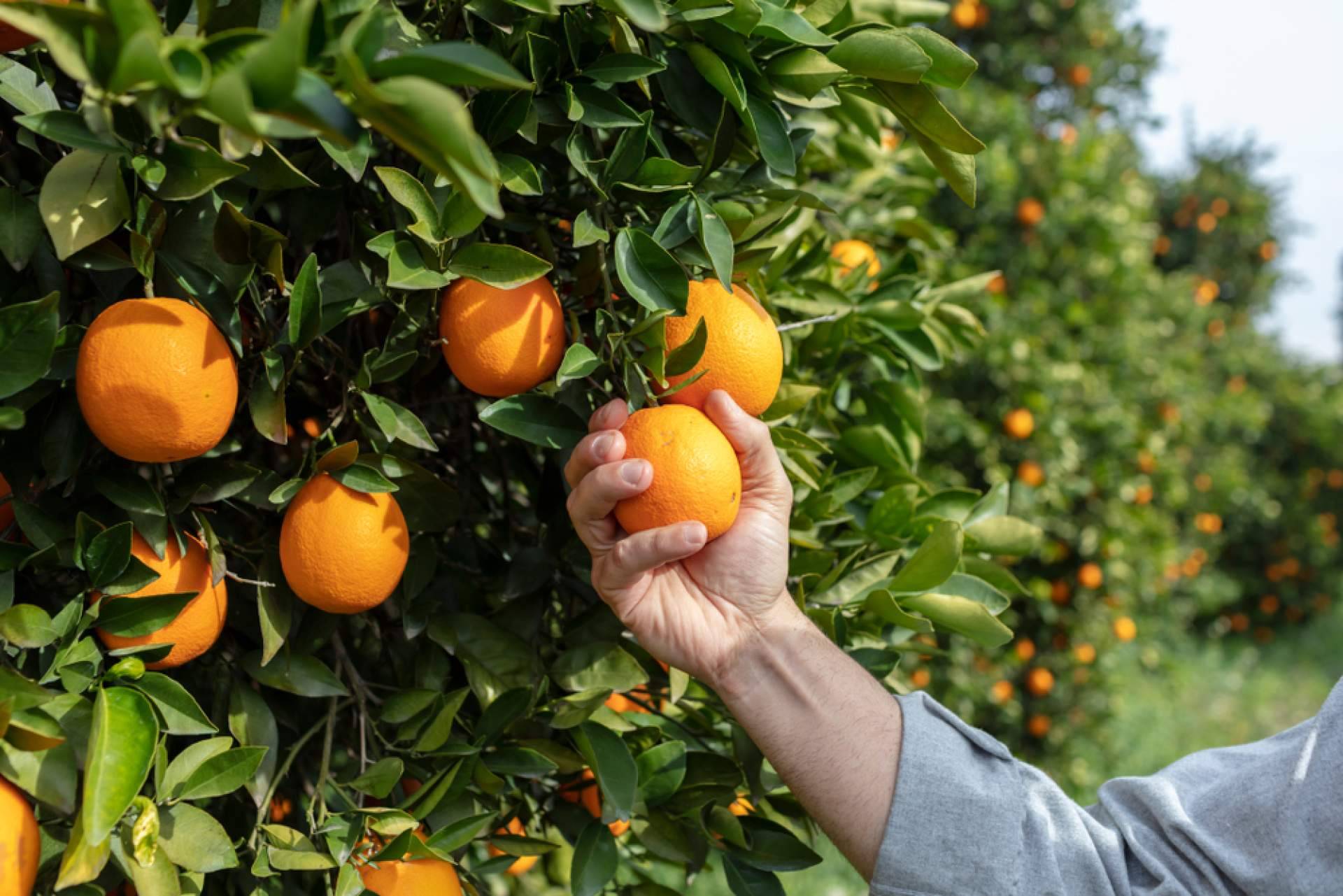 Comprar naranjas a buen precio sin sacrificar la calidad, con Sabor a Naranjas