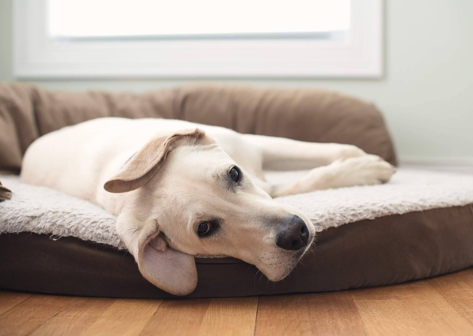 ¿Qué beneficios ofrece la cama viscoelástica para perros de ParaPerrosyGatos?