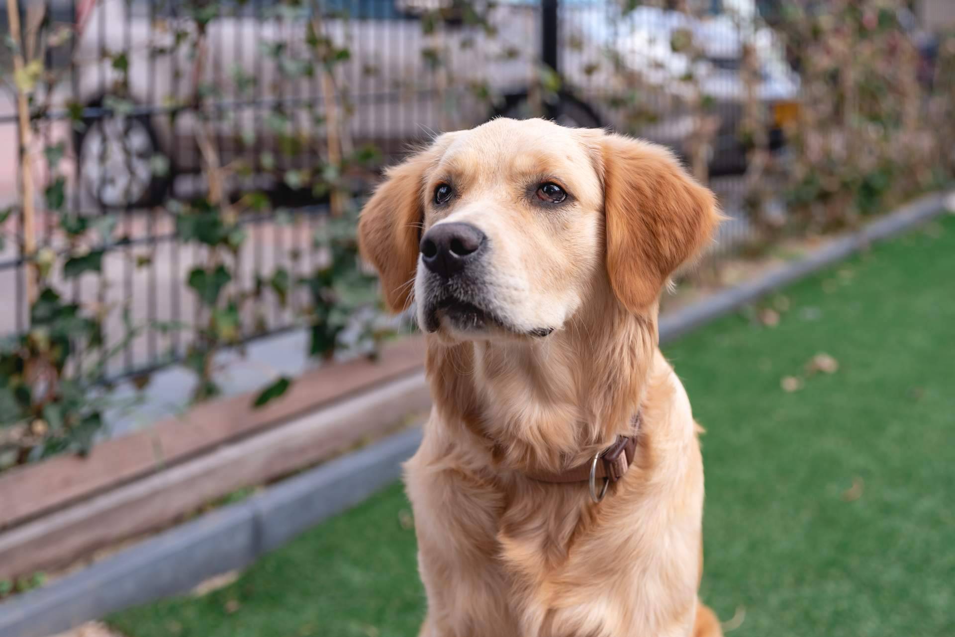 La Asociación Española de Perros de Apoyo tiene perros de asistencia para niños TEA