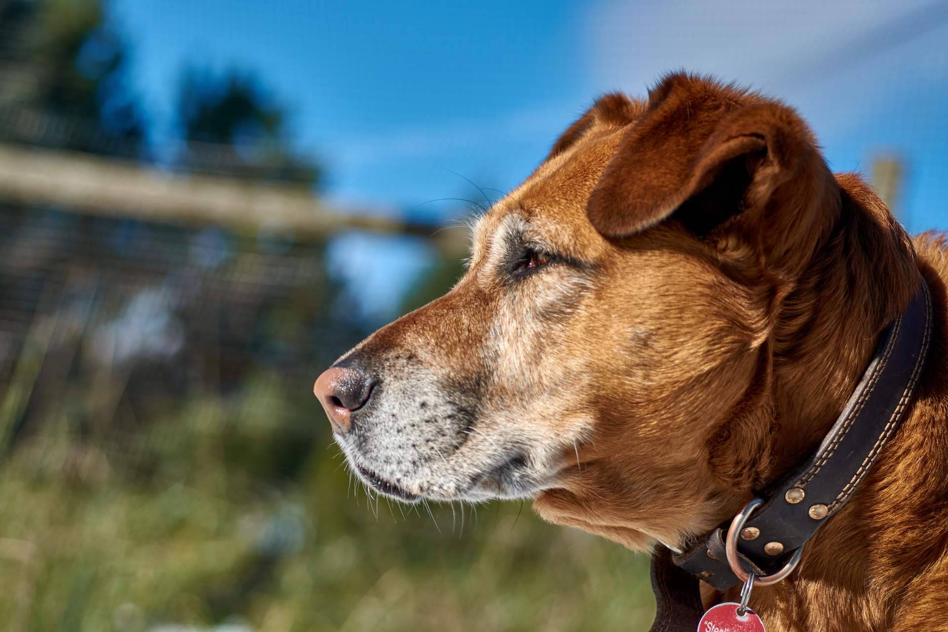 ¿Por qué es importante adoptar en refugio de animales?