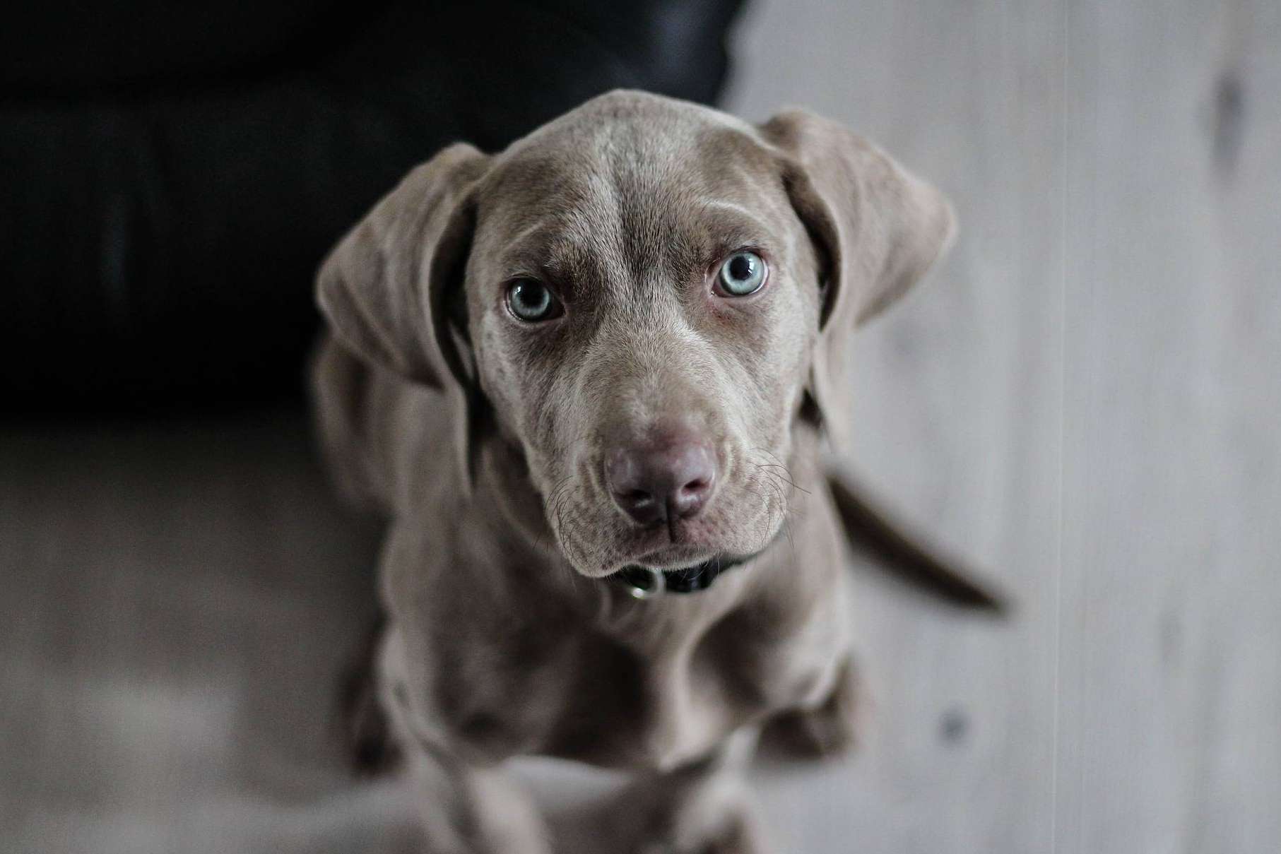 6 becas de 7.500 € para emprender un negocio propio, con 'Bécate', de El Perro Feliz