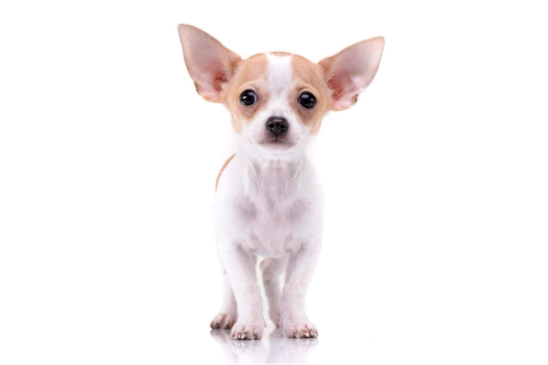Cachorros del Valle, cría profesional de perros y su experiencia