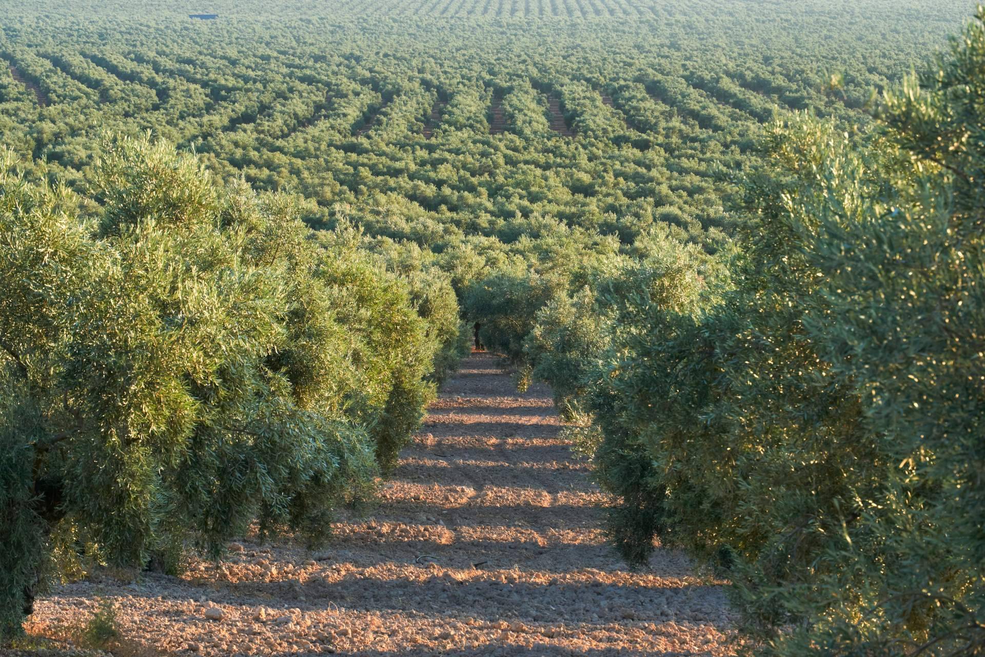 Sobre el consumo de aceite de oliva virgen extra en Alemania