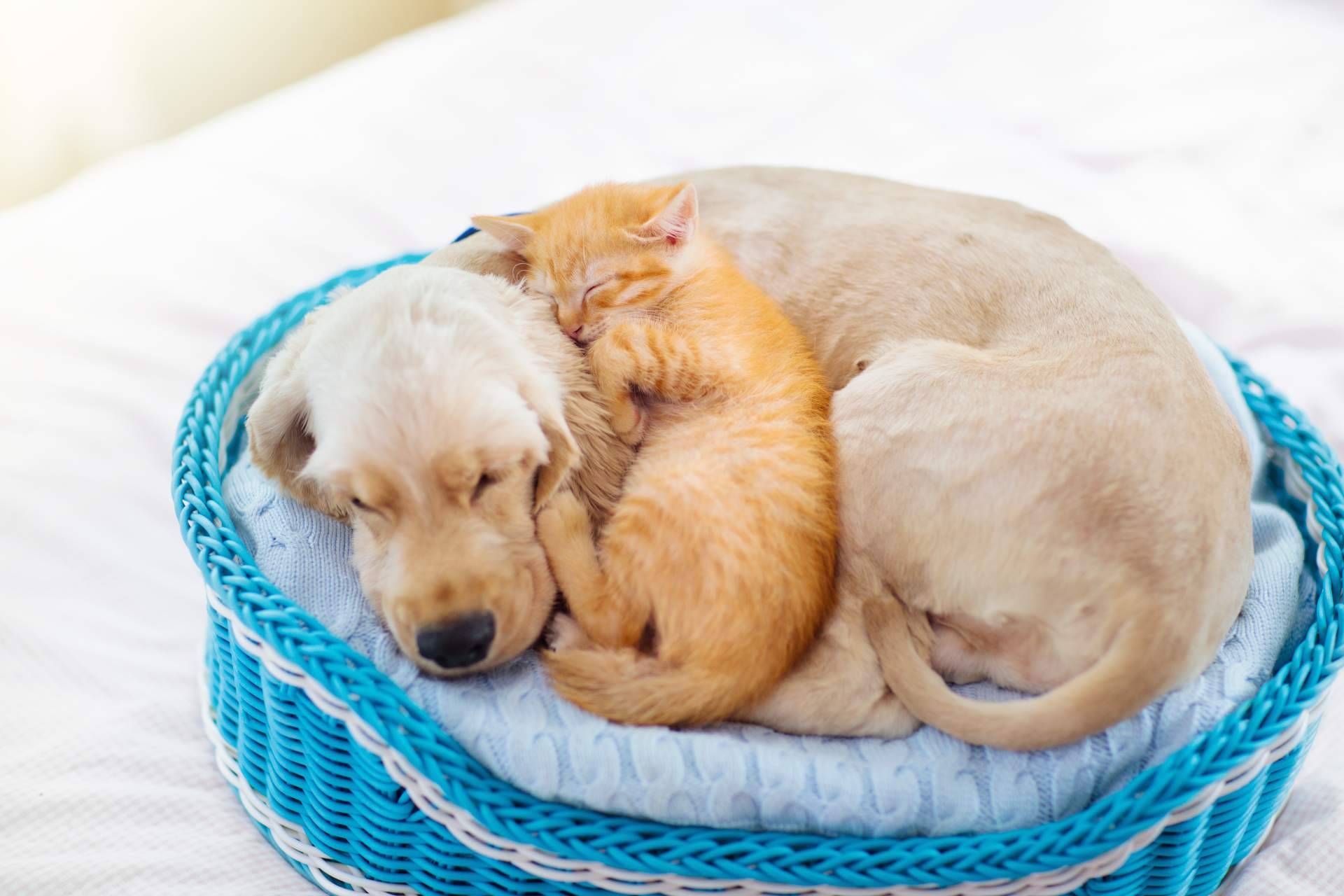 ParaPerrosyGatos, el e-commerce transparente, justo y honesto para perros y gatos (y sus dueños)