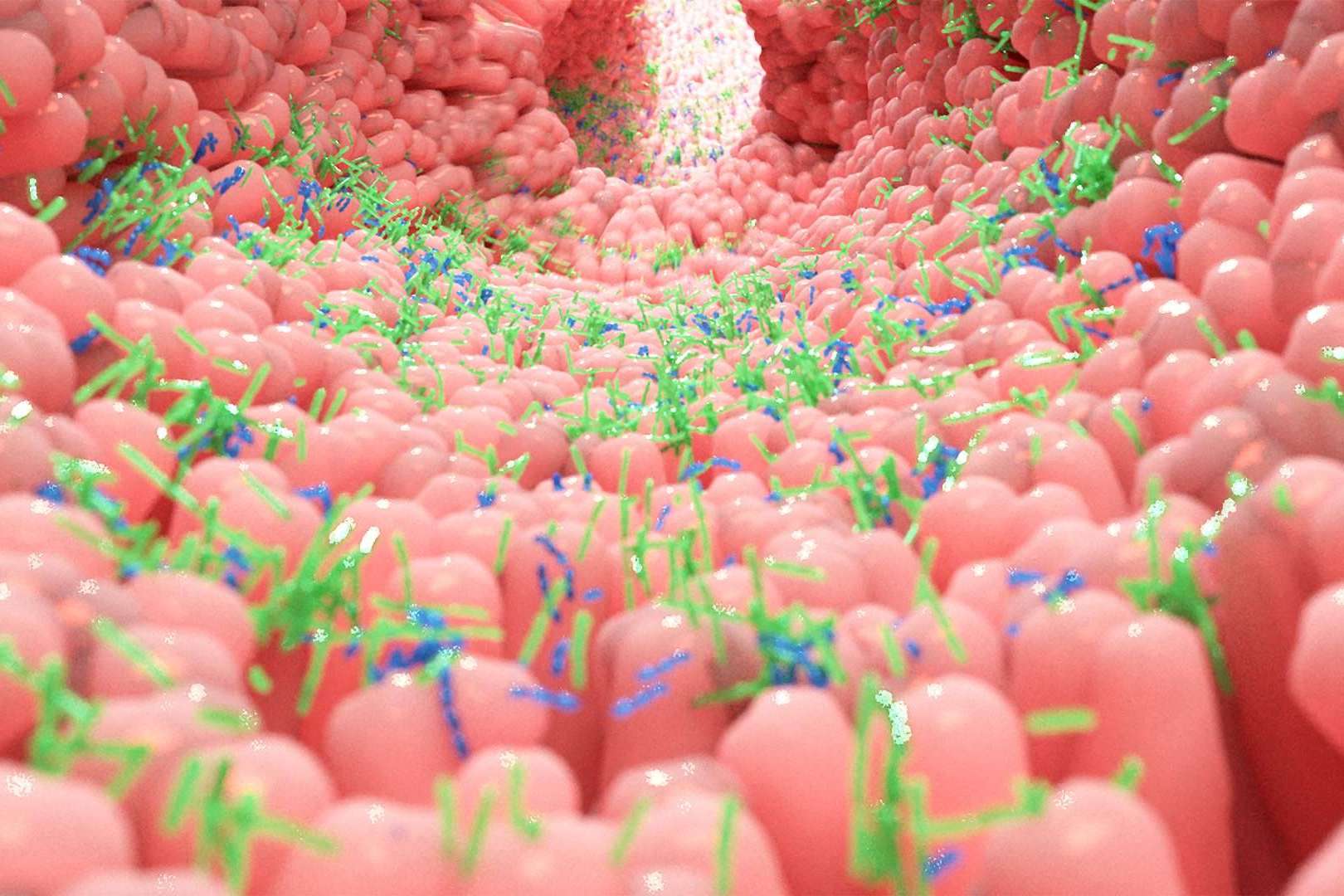 Los probióticos naturales de Bibefy ayudan a mantener una microbiota intestinal saludable