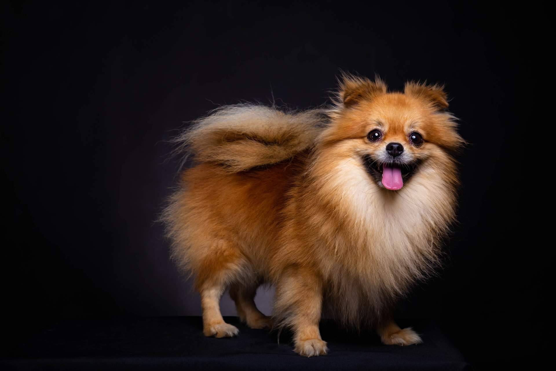 Los Pomerania que hay en Cachorros del Valle
