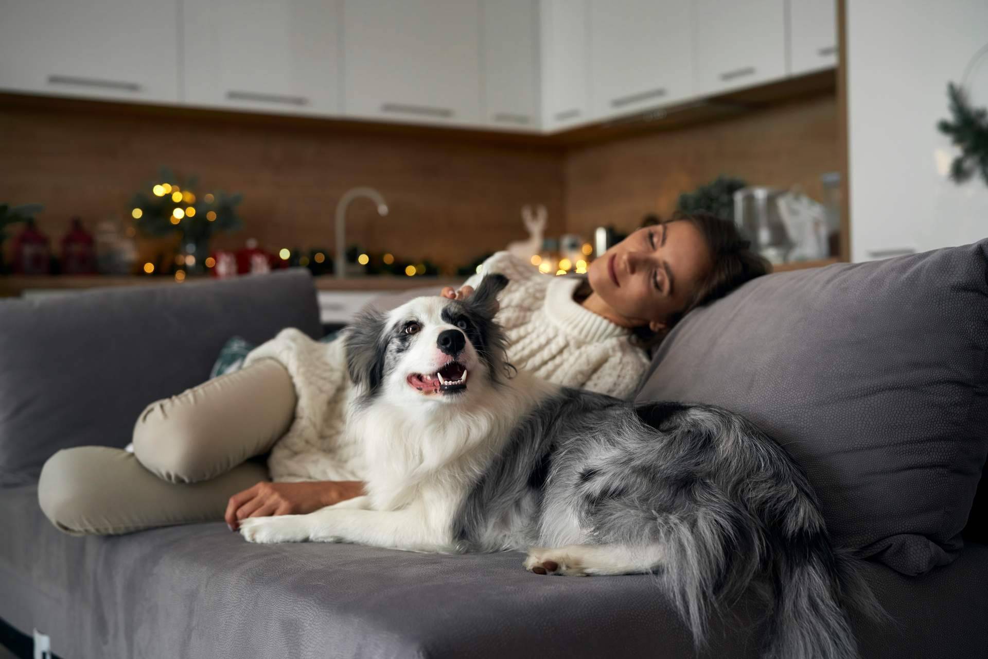 Concienciar a la sociedad acerca de la necesidad de adoptar animales es fundamental, por CaniAusa