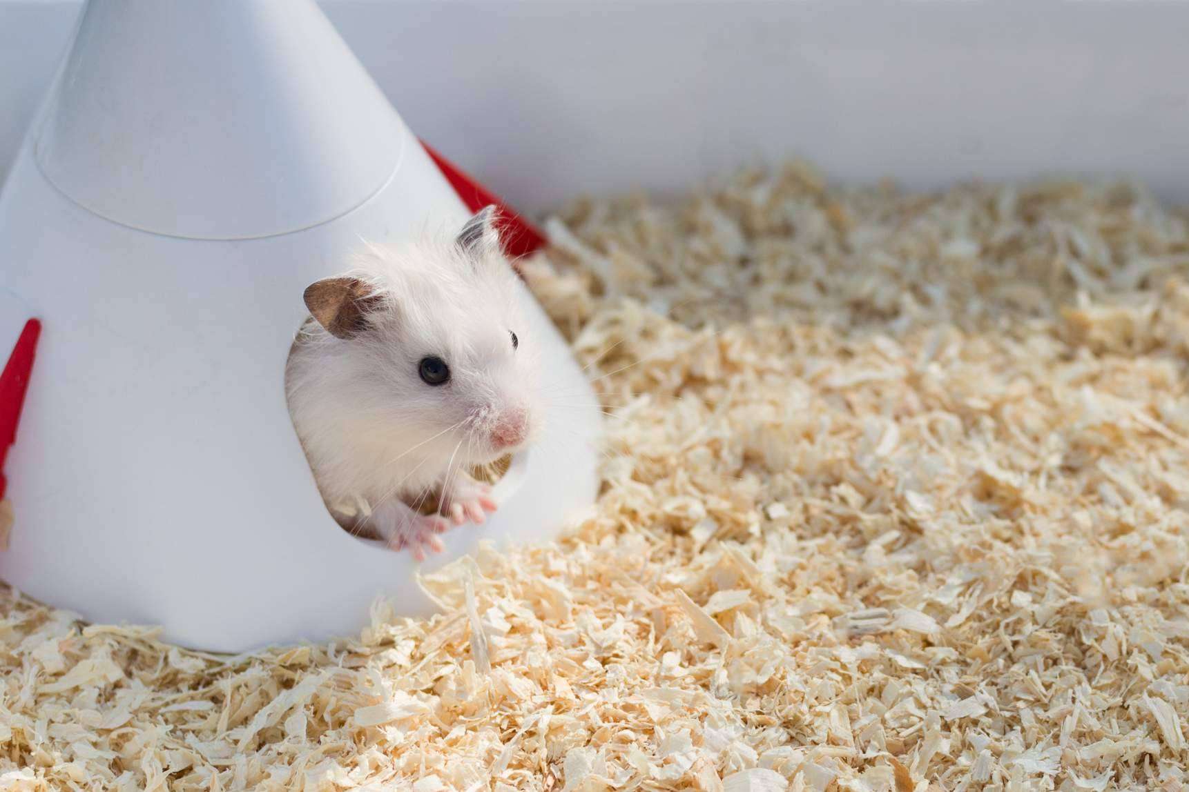 LovePets, todo lo necesario para la higiene en roedores