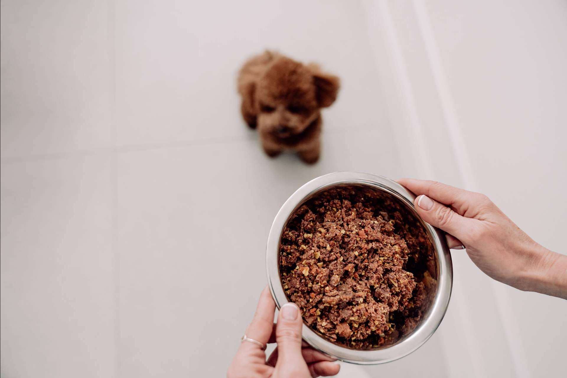 ¿Cuáles son las diferencias entre la dieta BARF vs comida natural para perros cocinada?, por Dogfy Diet