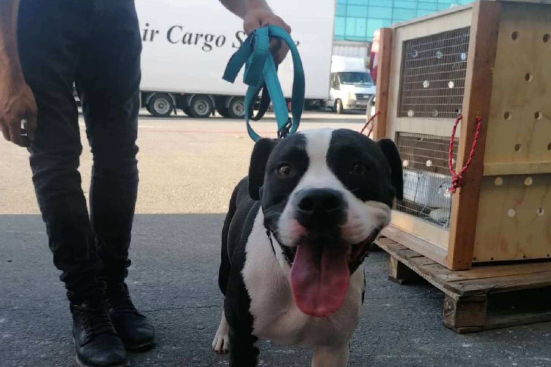 Así debe ser el transportín para el traslado de mascotas en avión
