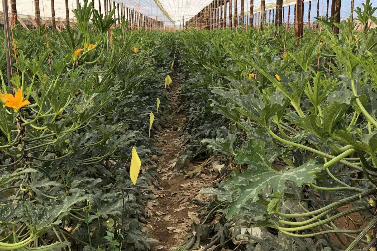 Cultivo de calabacín con los equipos de fertirrigación de ITC