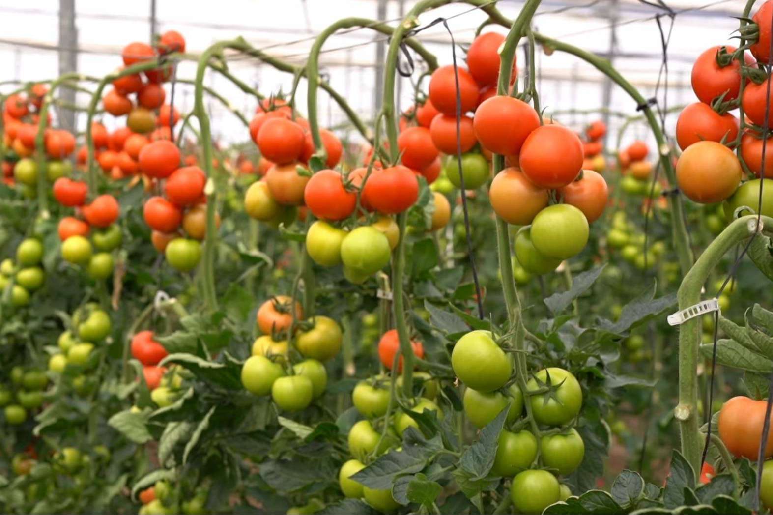 La tecnología de ITC para aumentar el rendimiento del cultivo