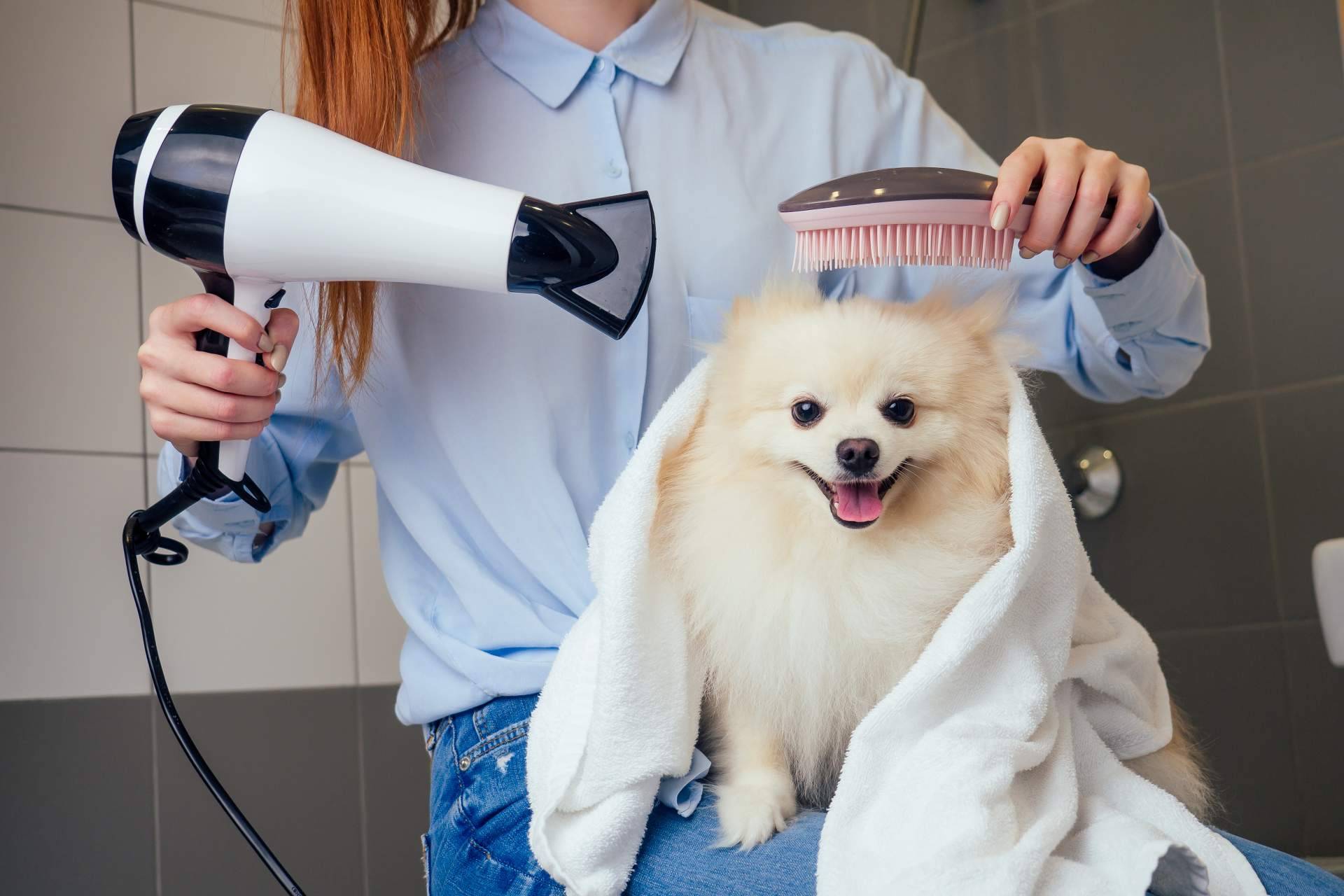 Confiar en la peluquería Perrukings, ubicada en Madrid, aporta varios beneficios