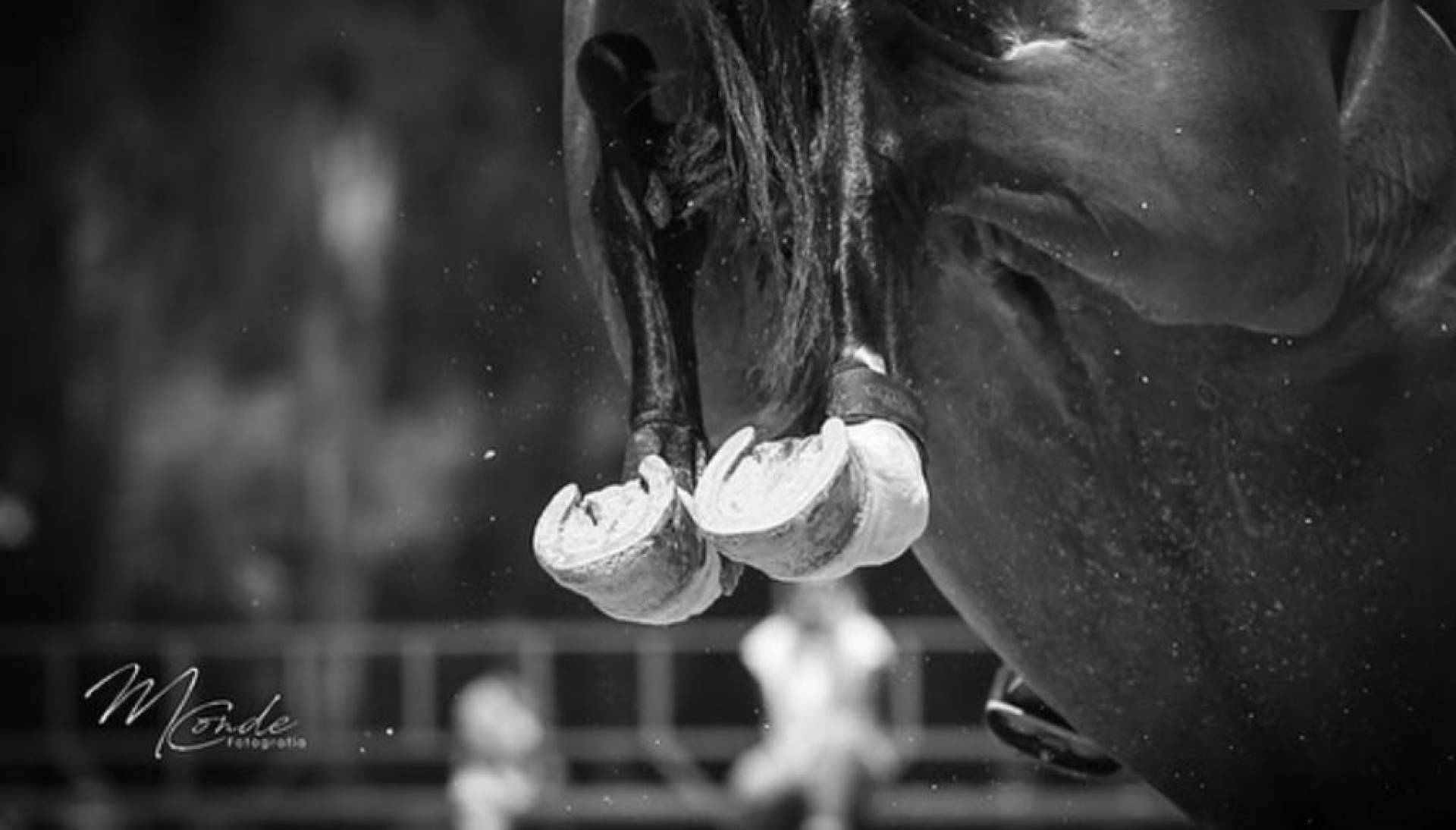 Los días 28, 29 y 30 de abril tendrá lugar la Copa de la Comunidad de Madrid de salto de obstáculos