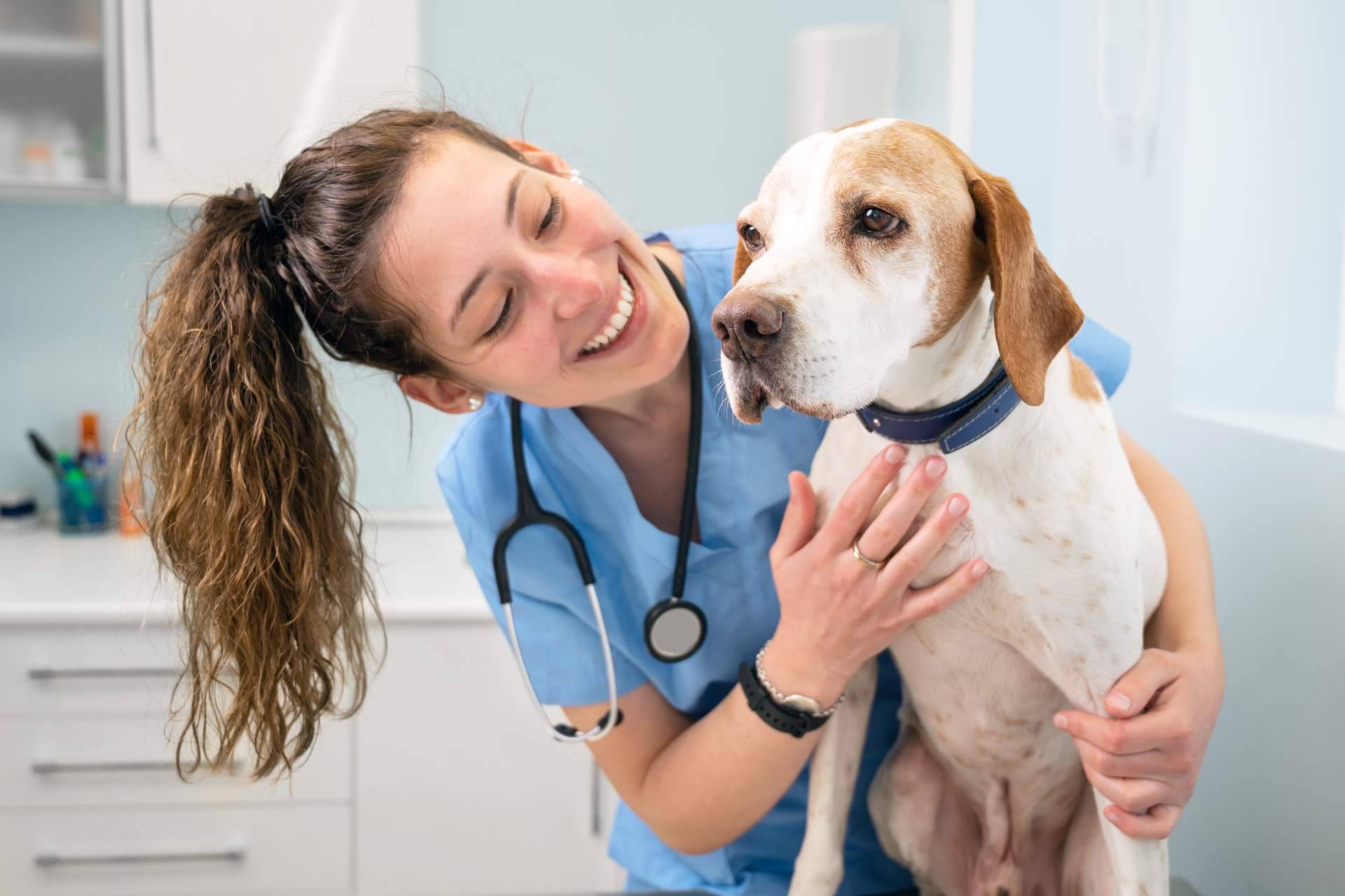 Vetformación ofrece un curso ATV especializado en el cuidado de animales hospitalizados