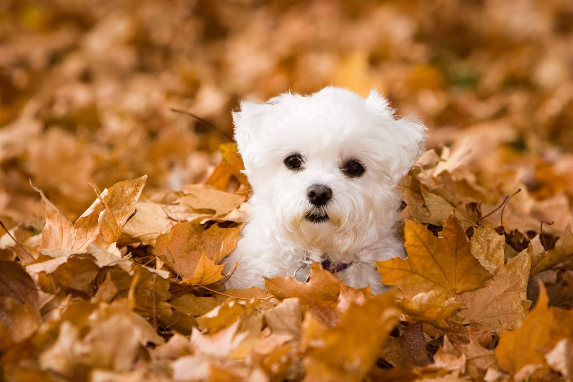 La lealtad y felicidad de los cachorros de Bichón Maltés, por El Mundo del Cachorro