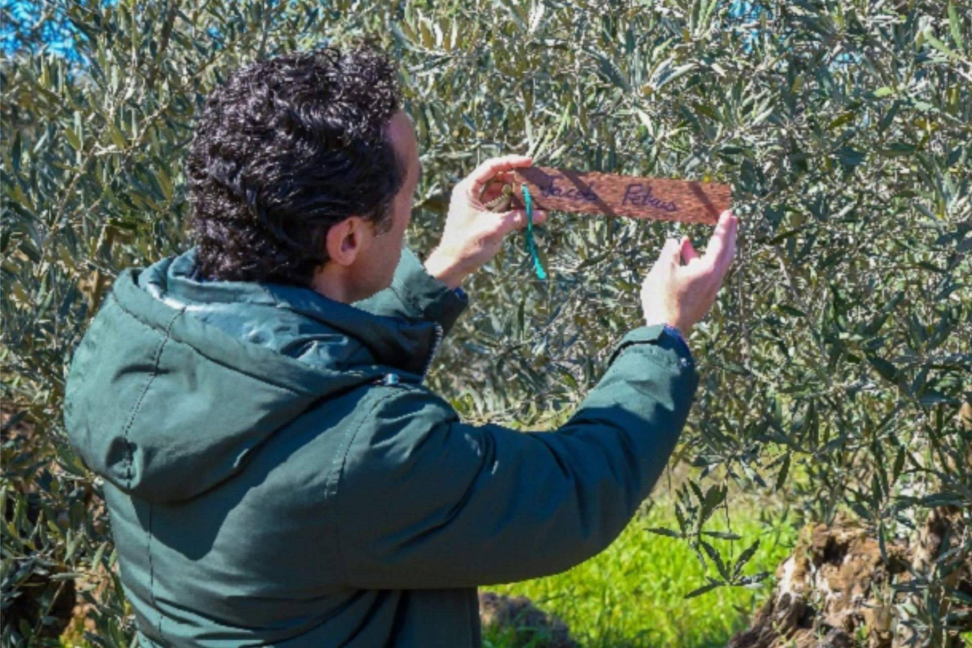 El olivo centenario en Carboneros del presentador Jacob Petrus y su programa 'Aquí la Tierra'