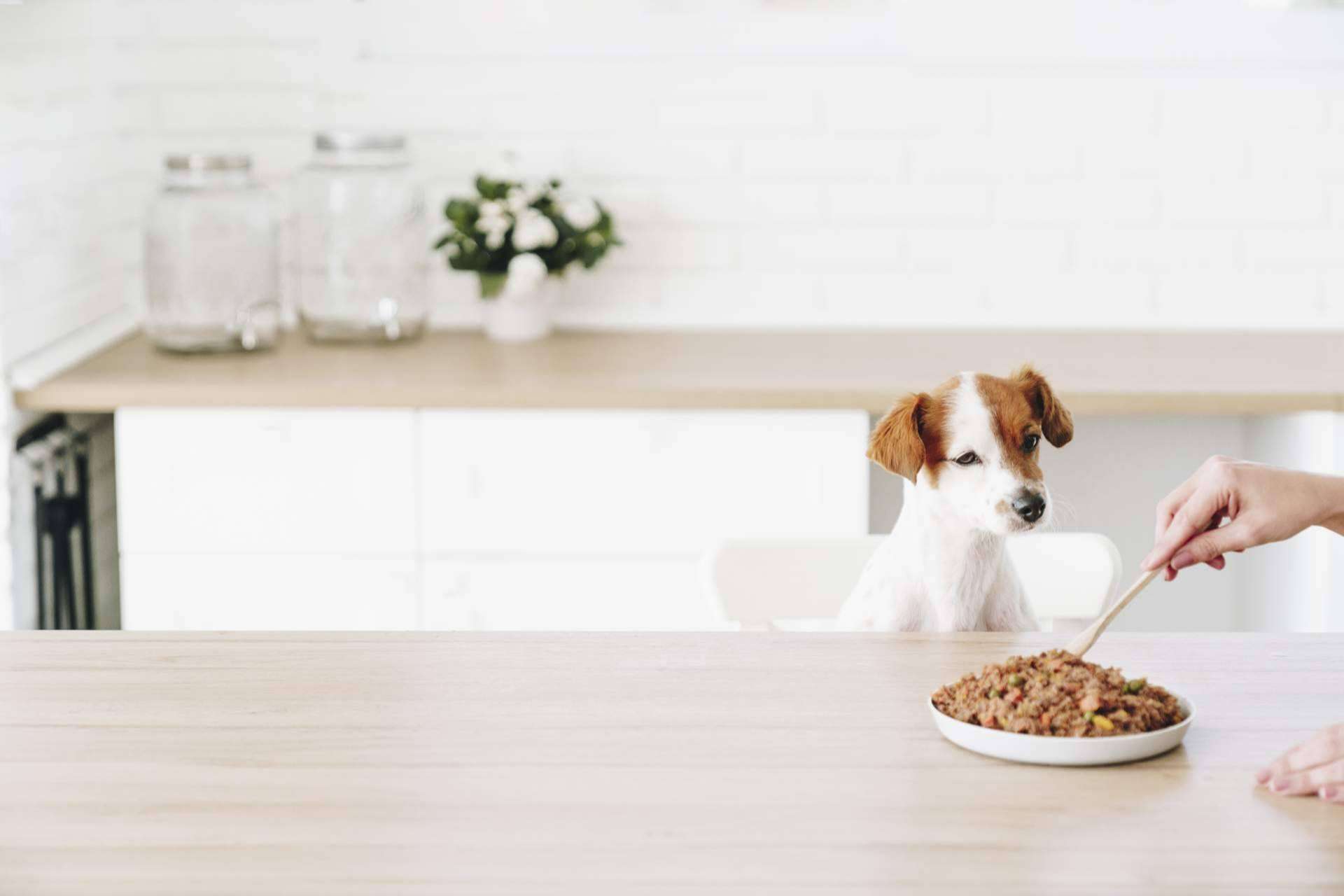 ¿Un perro que todavía come pienso? Dogfy Diet dispone de una alternativa de alimentación natural para perros