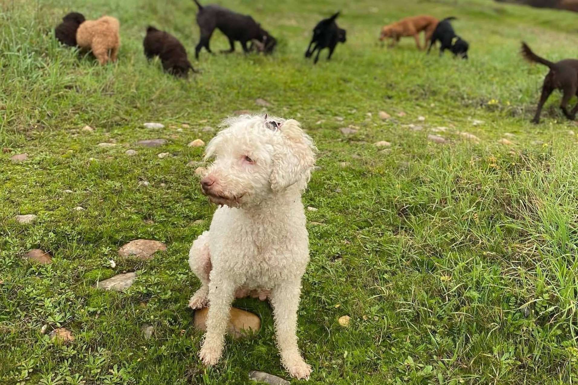 L'Almozara Can Bosc y su nuevo curso de educación canina entre semana a partir del lunes 13 de marzo
