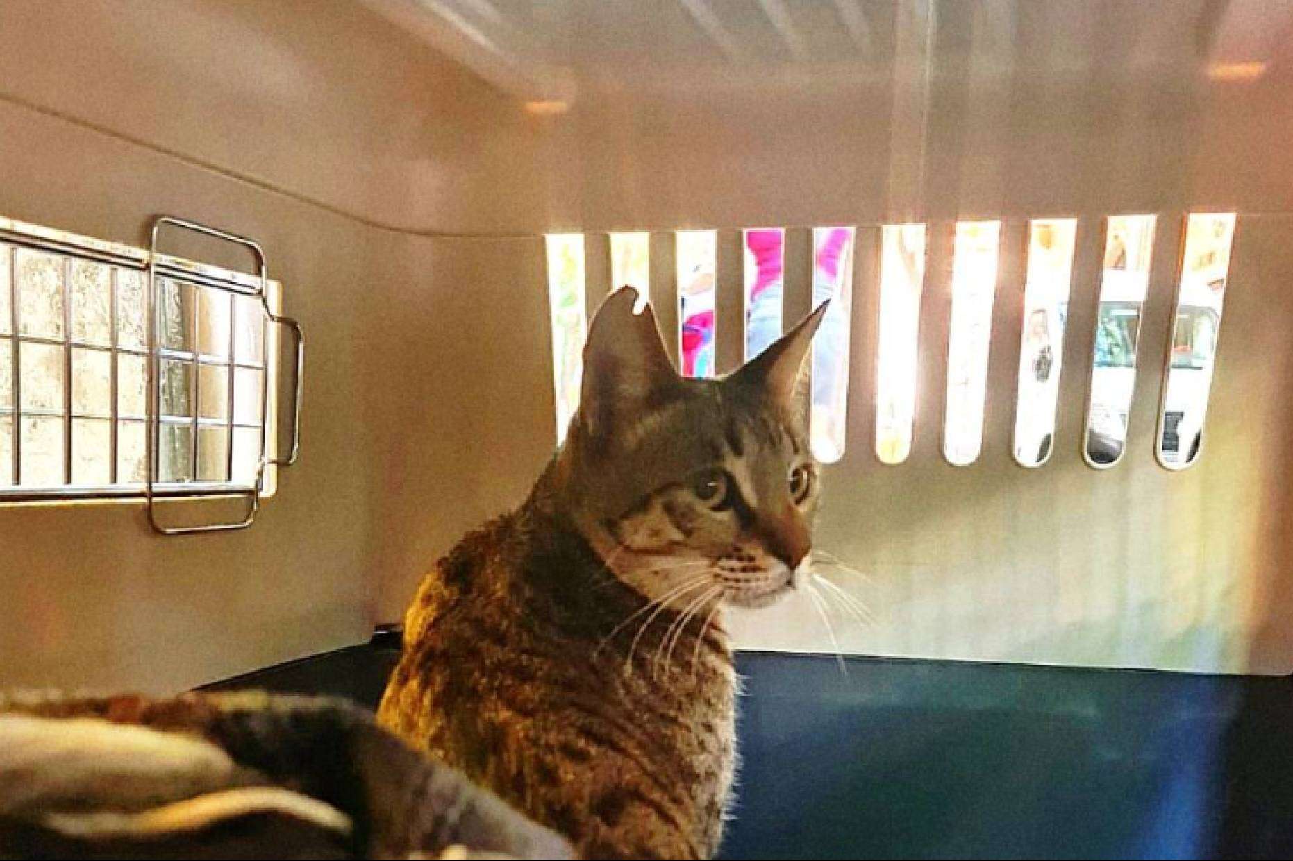Un miembro IPATA con 15 años de experiencia es BaggagePets