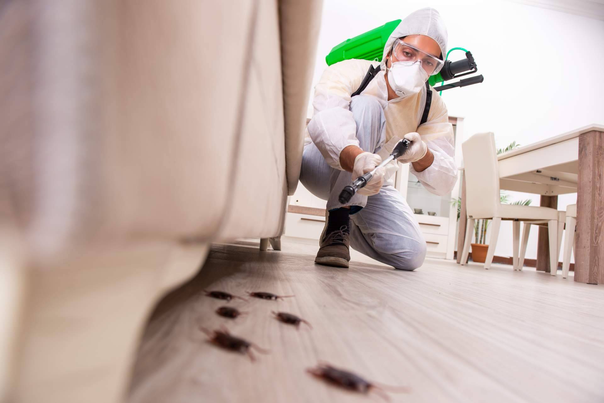 Combatir infestaciones con una empresa de control de plagas