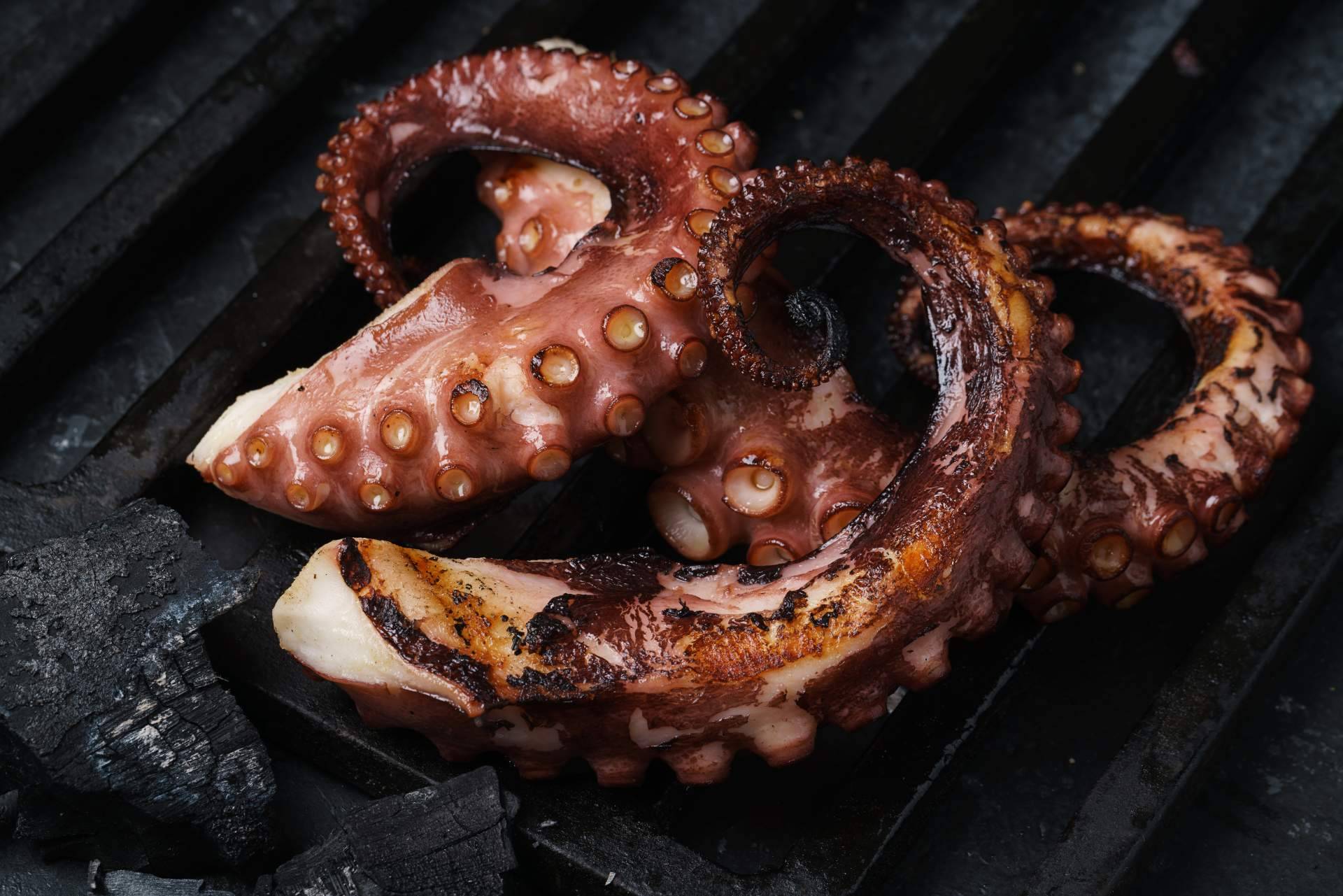 3 de Pulpo, todo sobre las propiedades del pulpo de Dakhla
