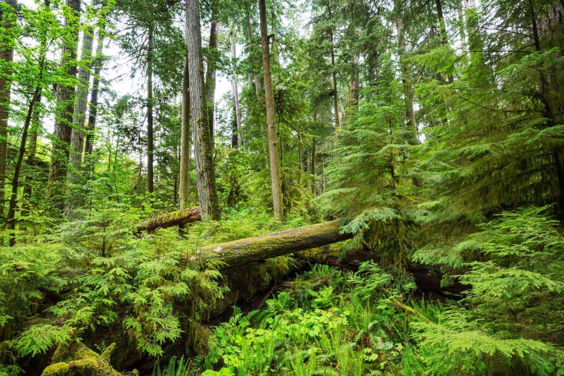En qué consiste el bosque Cleardent