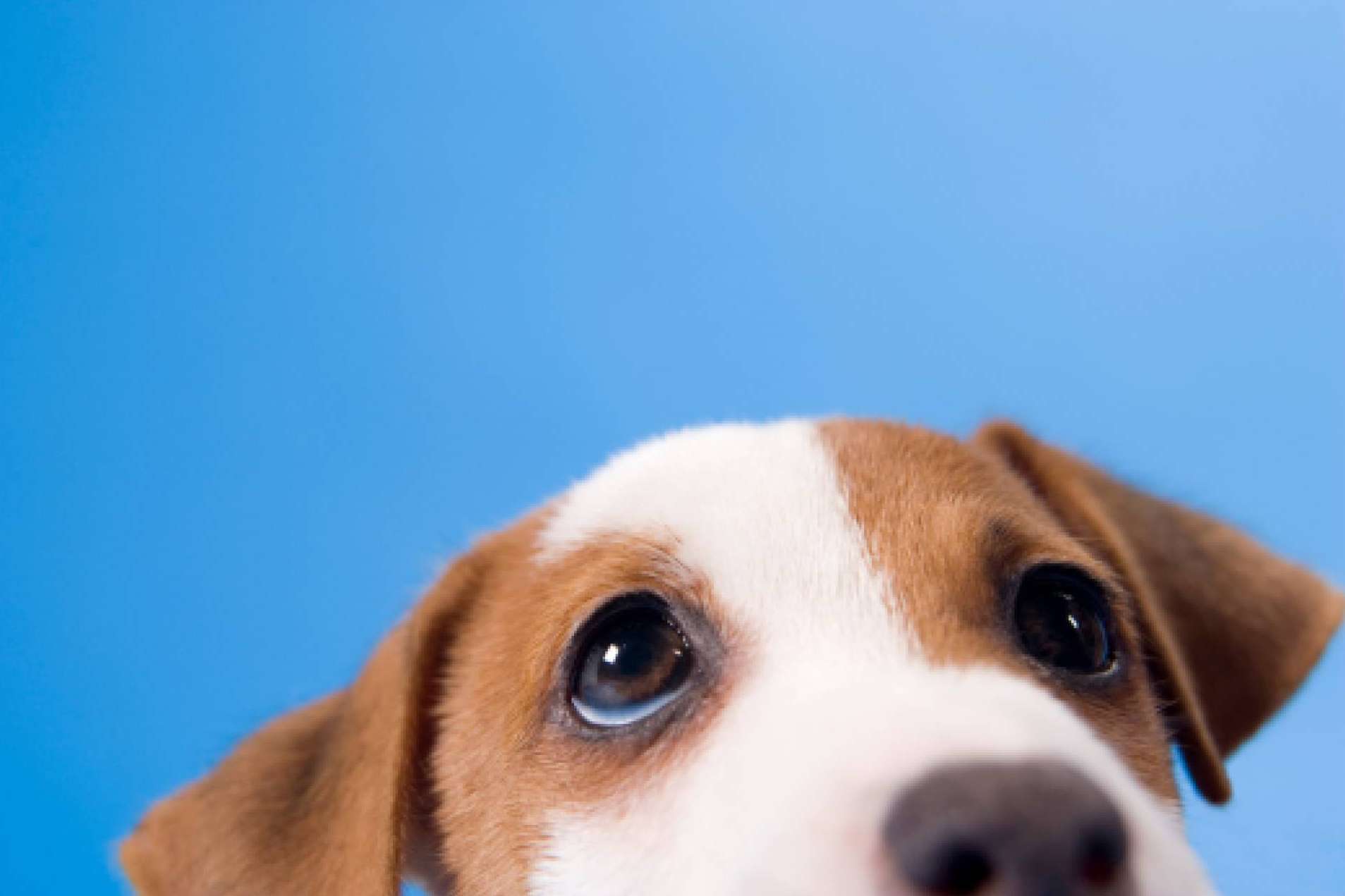 ¿Qué se debe saber acerca de la nueva Ley Estatal de Protección Animal y la modificación del Código Penal?