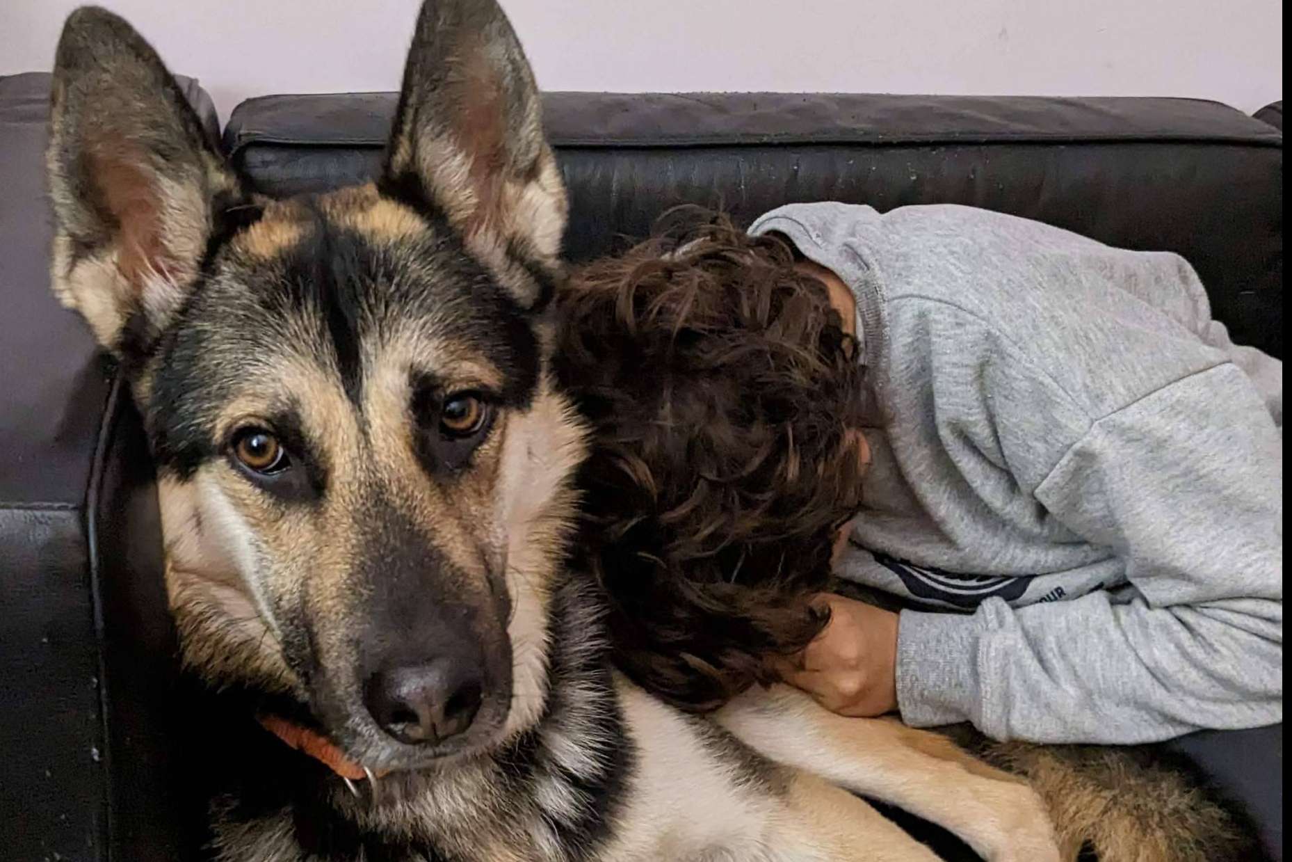 Intervenciones asistidas con animales, por TEAsisTO