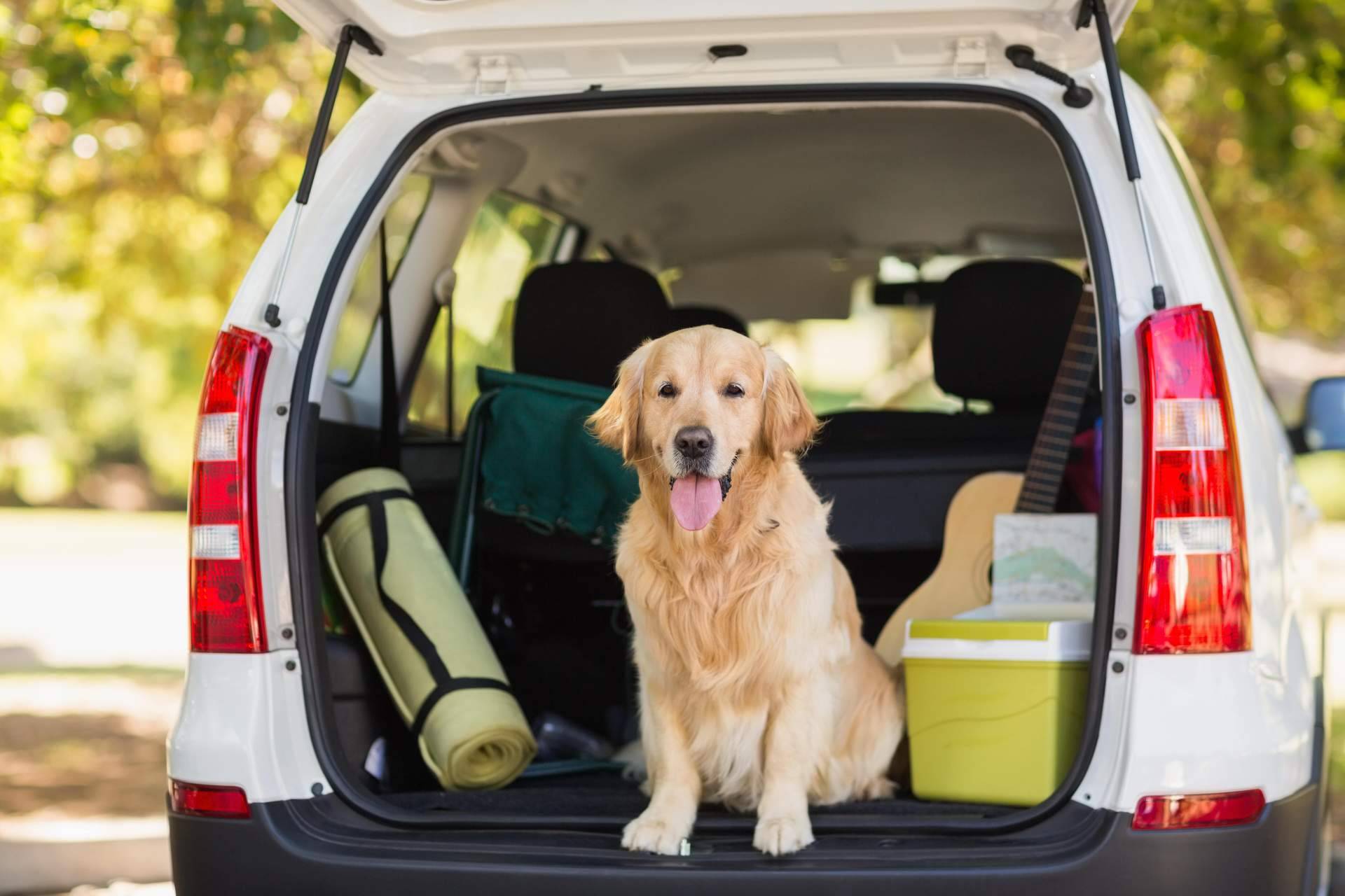 Aspectos a tener en cuenta cuando se viaja con un perro