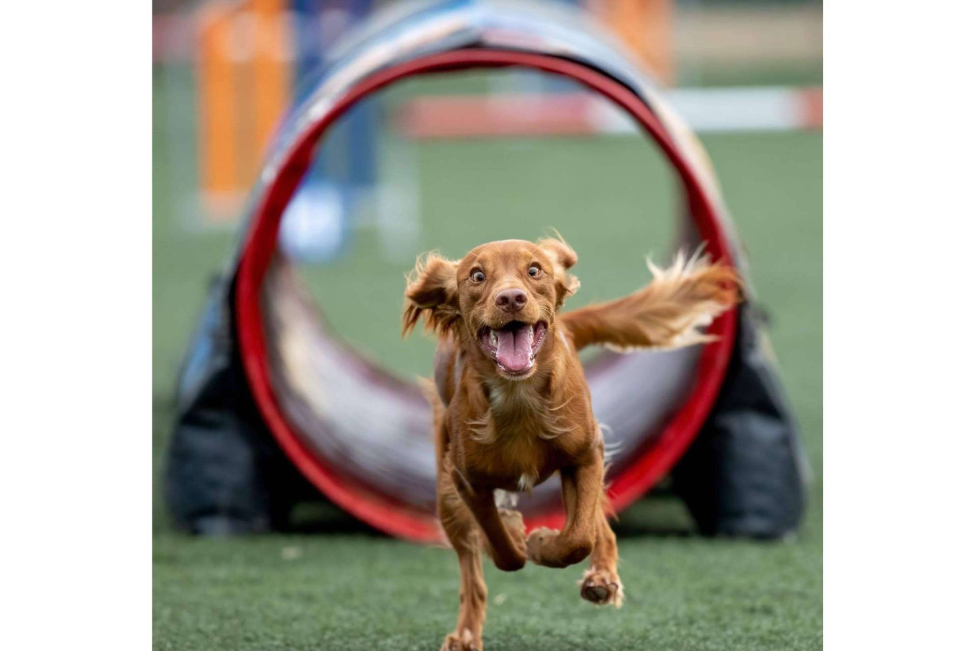 La disciplina deportiva agility canino fortalece el vínculo entre humanos y perros