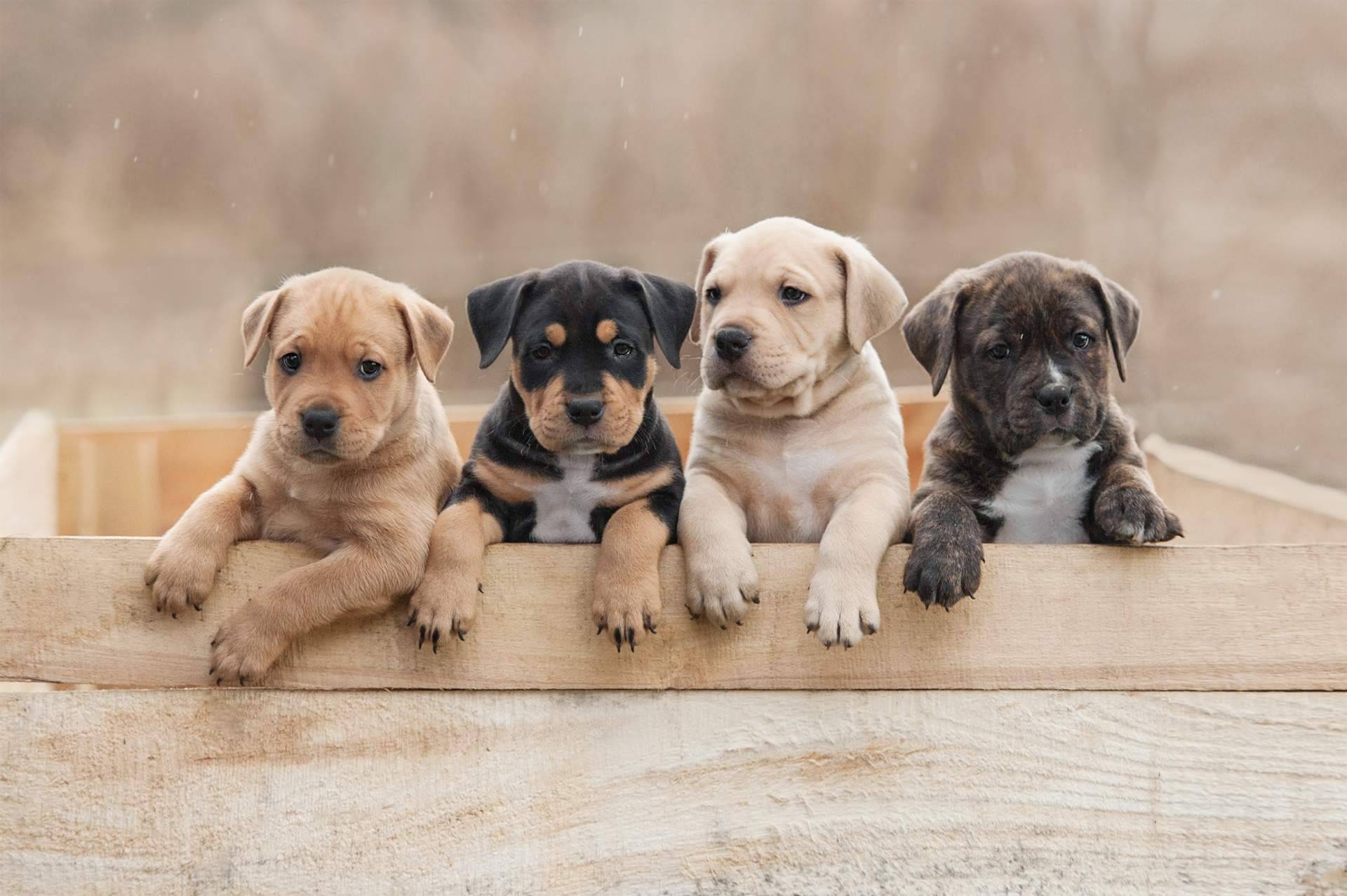 Nuestros Peludos, agrupación de criadores caninos responsables