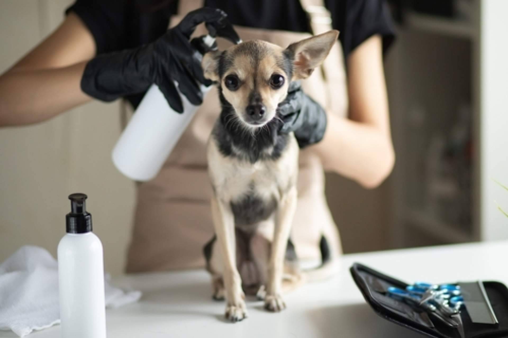 4Huellas es el distribuidor de la marca de productos de cosmética para peluquerías caninas Yuup!