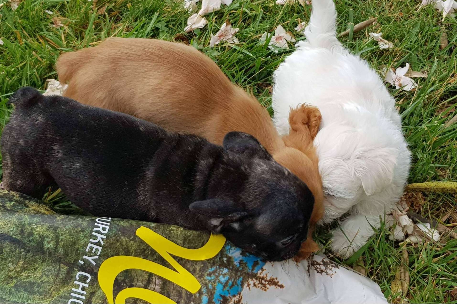 La gama Nature de Satisfaction ofrece pienso para perros sin cereales