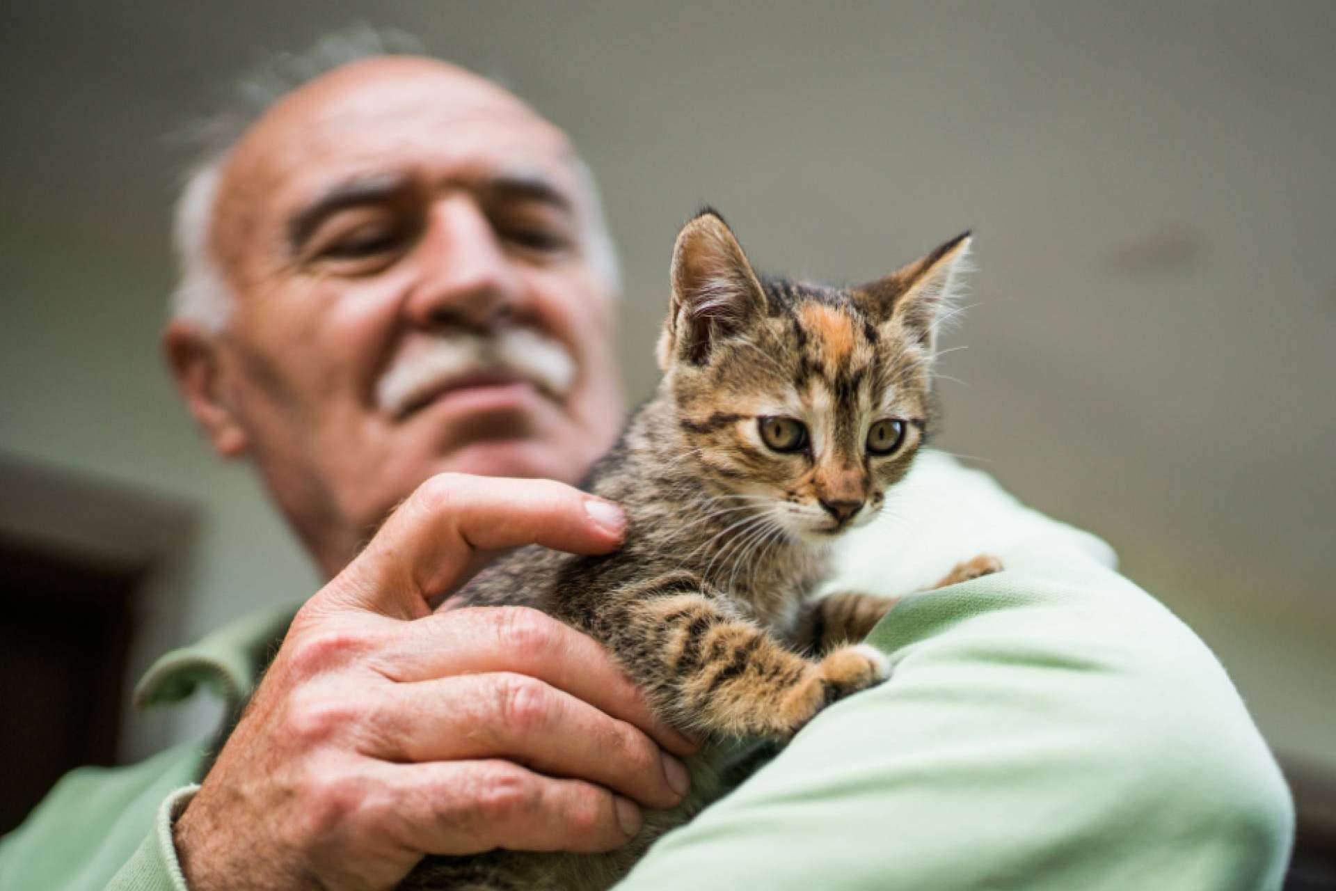 Testamento y animales, ¿cómo protegerles tras el fallecimiento?