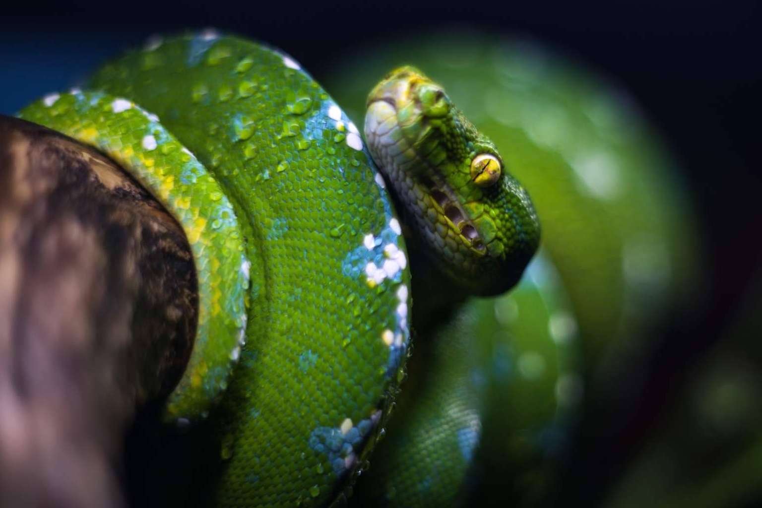 SnakeRoom, el Centro Divulgativo que brinda la experiencia de interactuar con reptiles como serpientes