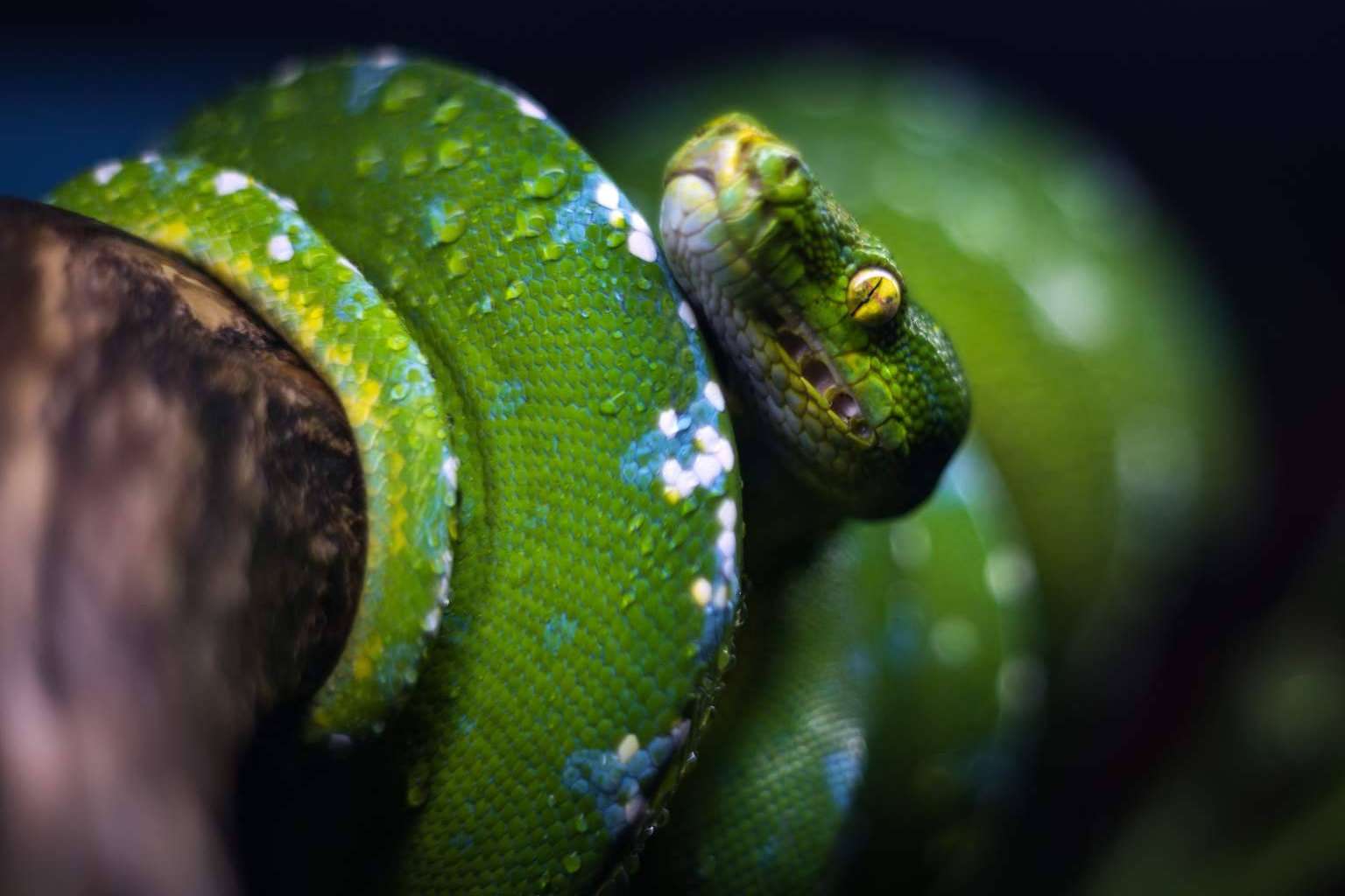 En el centro de cría autorizado SnakeRoom se pueden encontrar serpientes como mascota