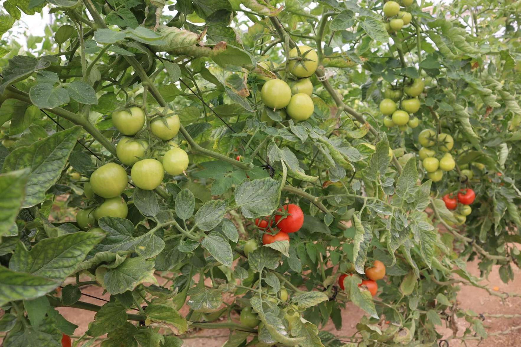 Un fertirriego más productivo, eficiente y sostenible con las bombas dosificadoras