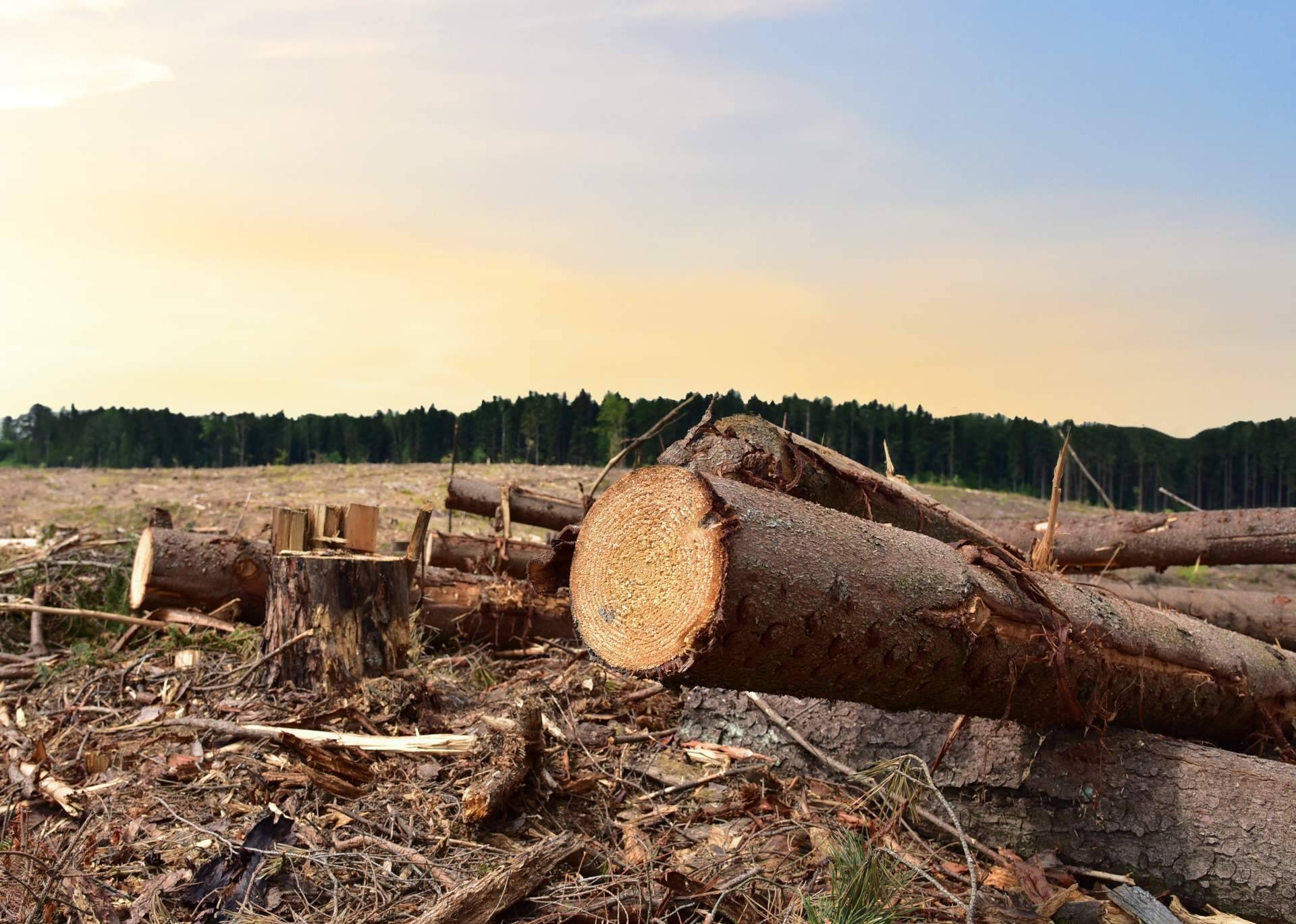 Noticias Ambientales conciencia sobre las especies emblemáticas en peligro de extinción